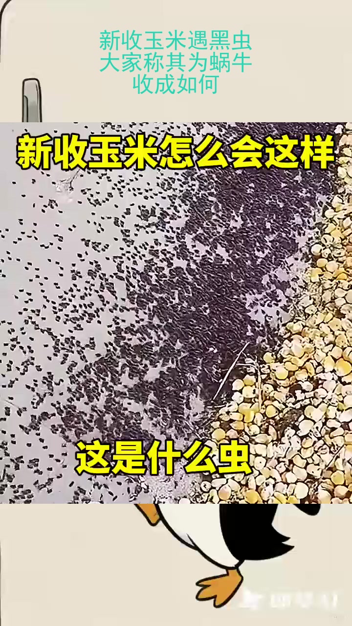 新收玉米遇黑虫,大家称其为蜗牛,收成如何?