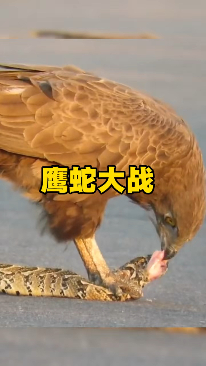 眼镜蛇和老鹰大战