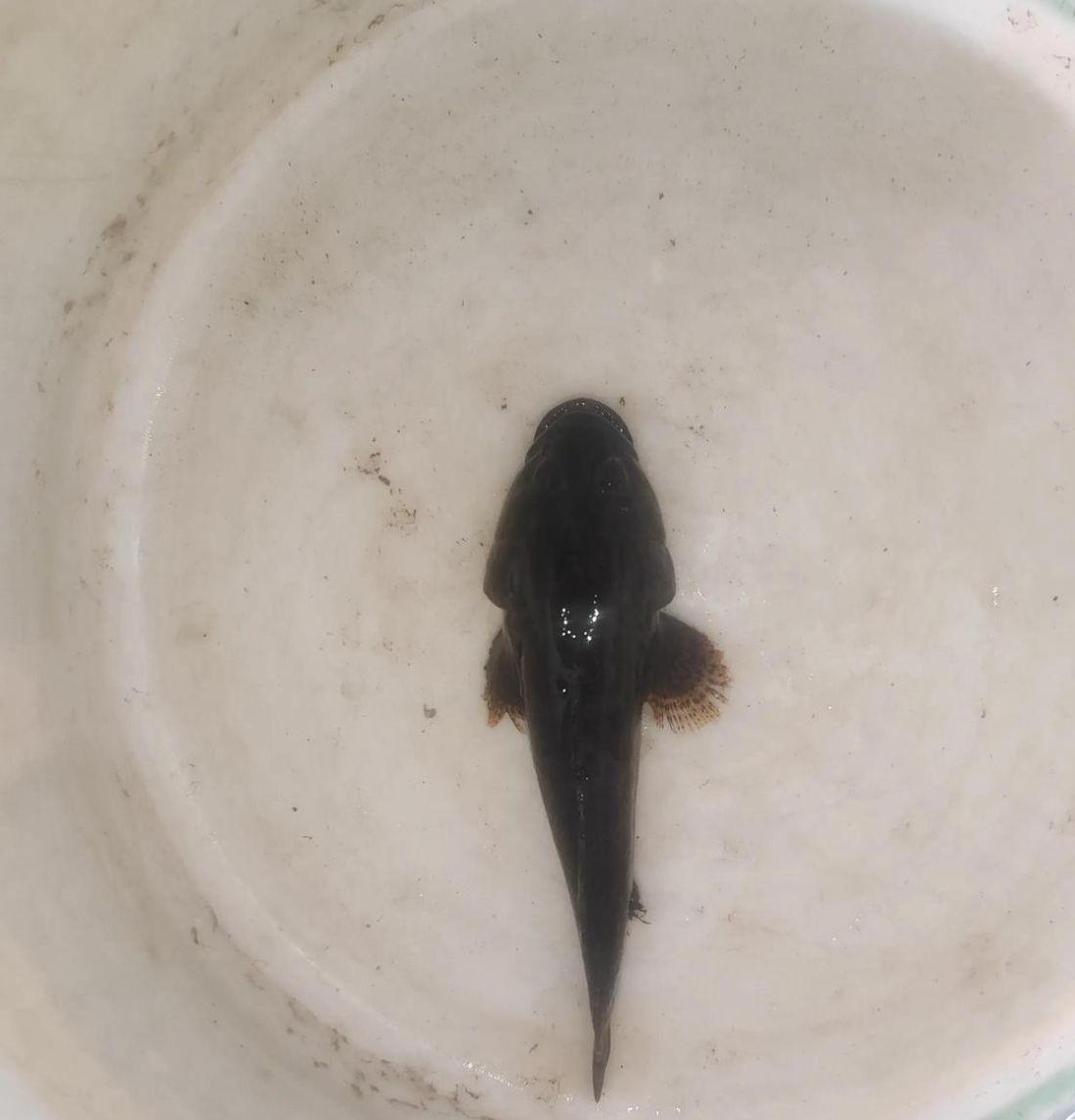 有一种鱼我们都叫它虎头鲨是河鲜这鱼身上没有小刺全是肉