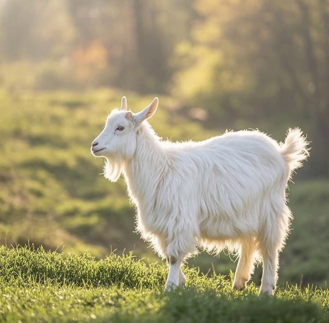 属羊的朋友们,如果有一天你们站稳脚跟,一定要做好这三件重要的事