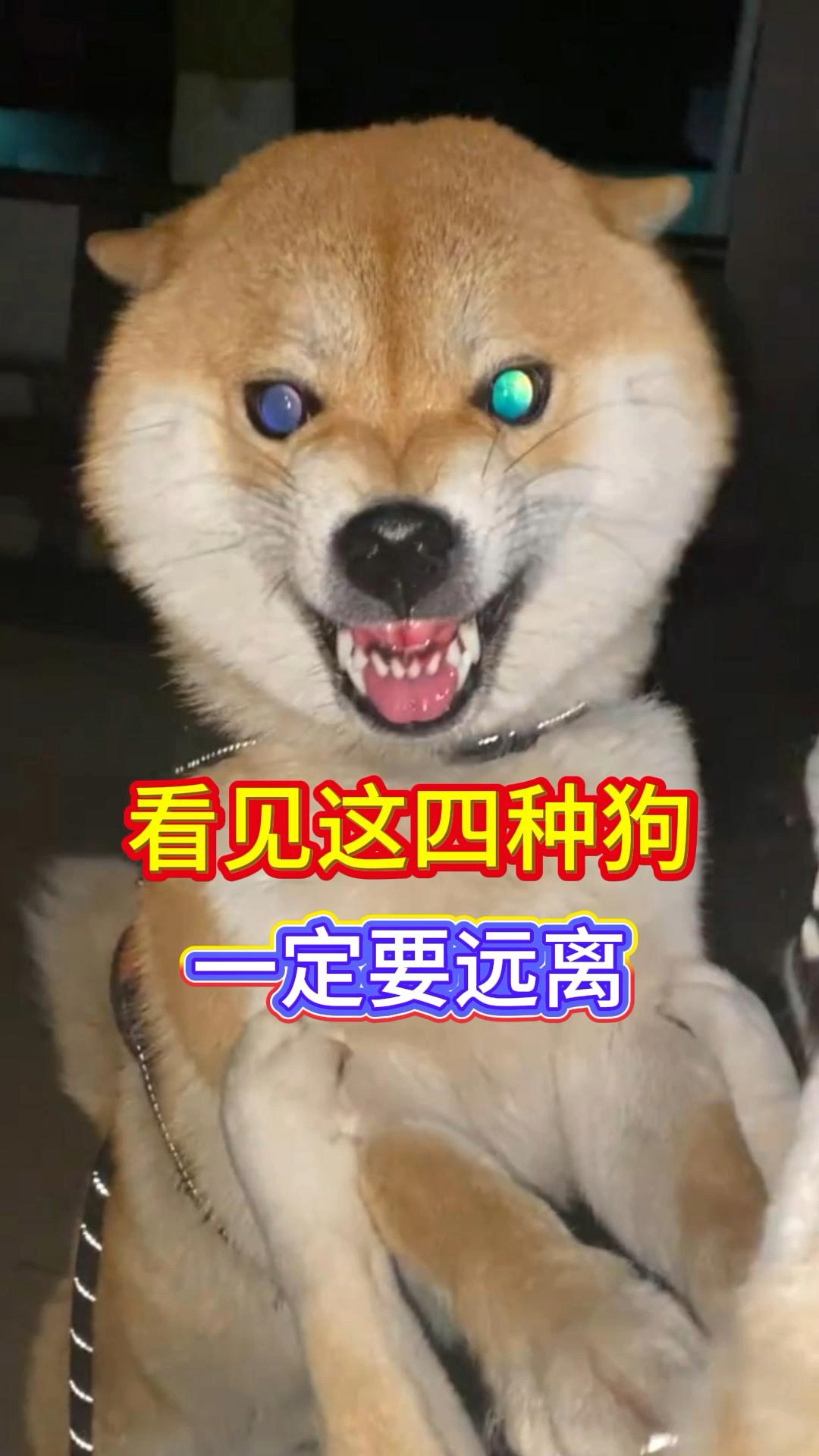 为什么狗看见我就叫 为什么狗看见我就叫