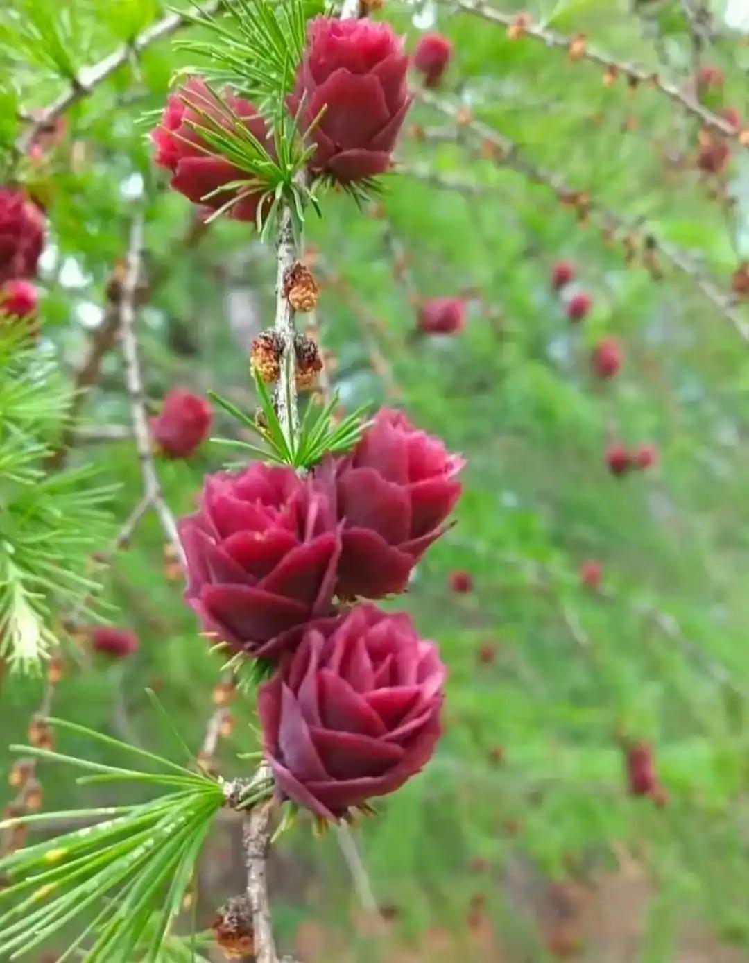 在植物的世界里每一种生命都有着独特的绽放姿态