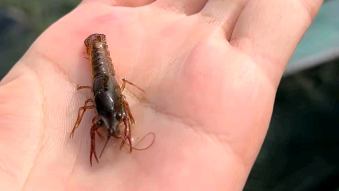 哇塞，今天收了一条巨型黄金胡子鲶