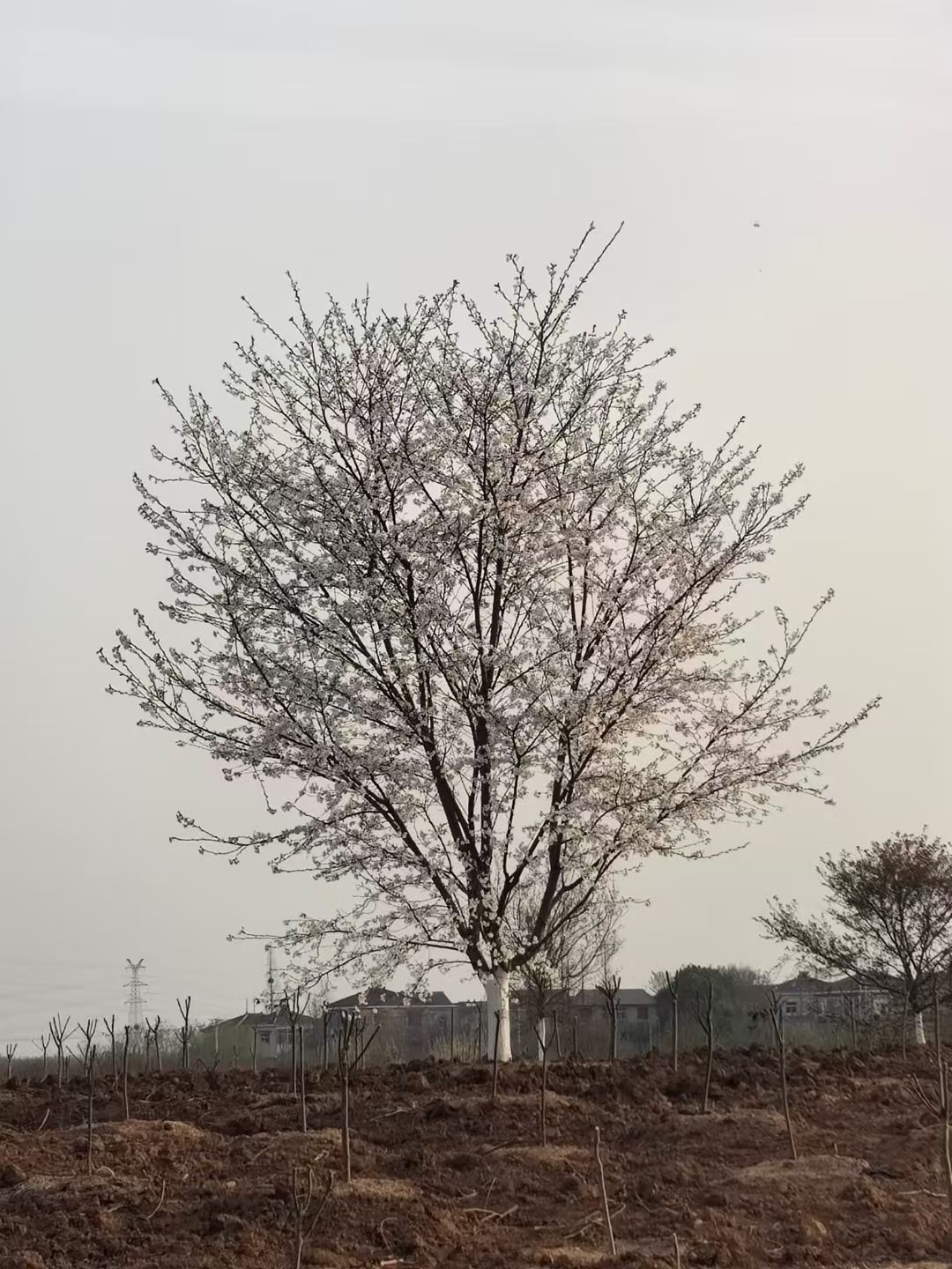 染井吉野樱春日的浪漫信使一城樱花的灵魂符号适应性强栽植广泛