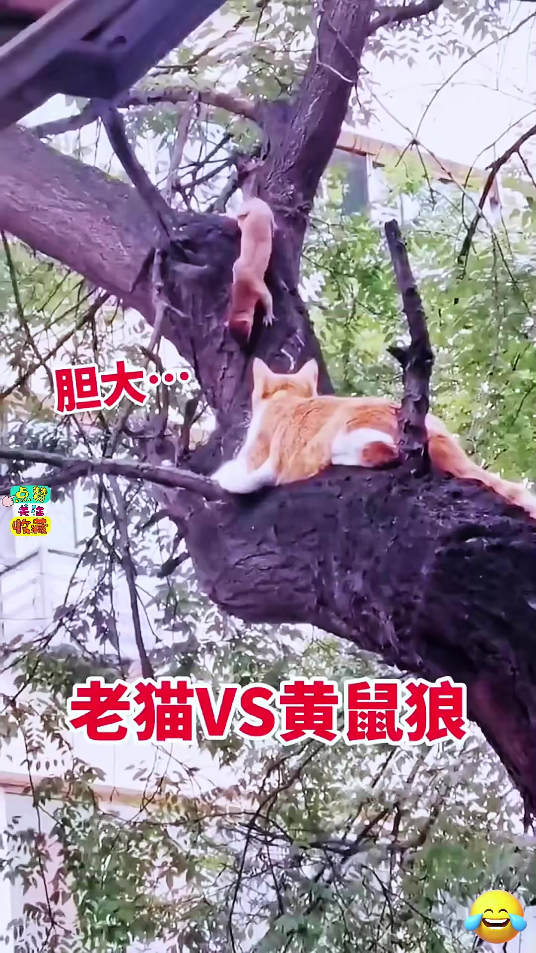 猫为什么打不过黄鼠狼的原因百科在线