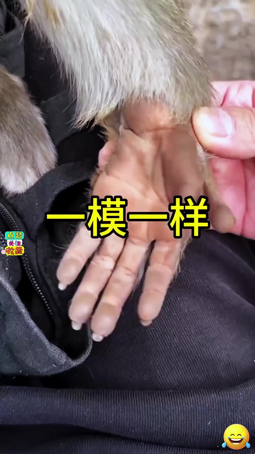 这个猴子的手掌和我们的,也太像了,真是不可思议,简直是一模一