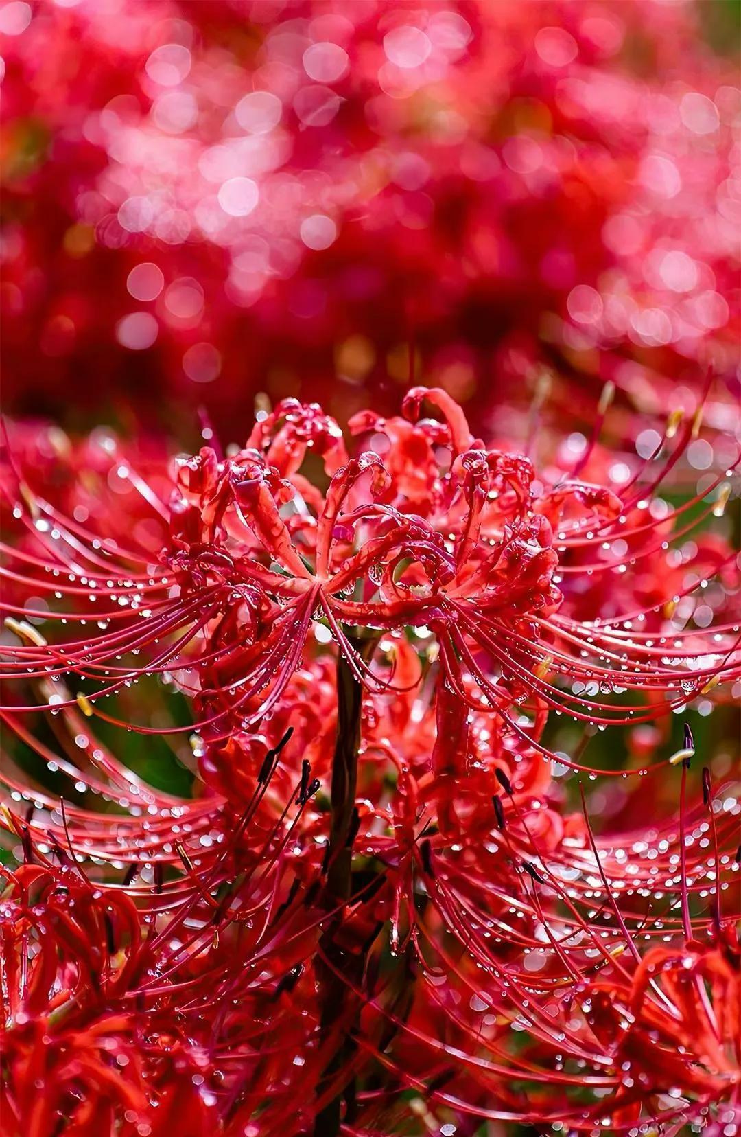 彼岸花:科学,文化与浪漫交织的神秘之花