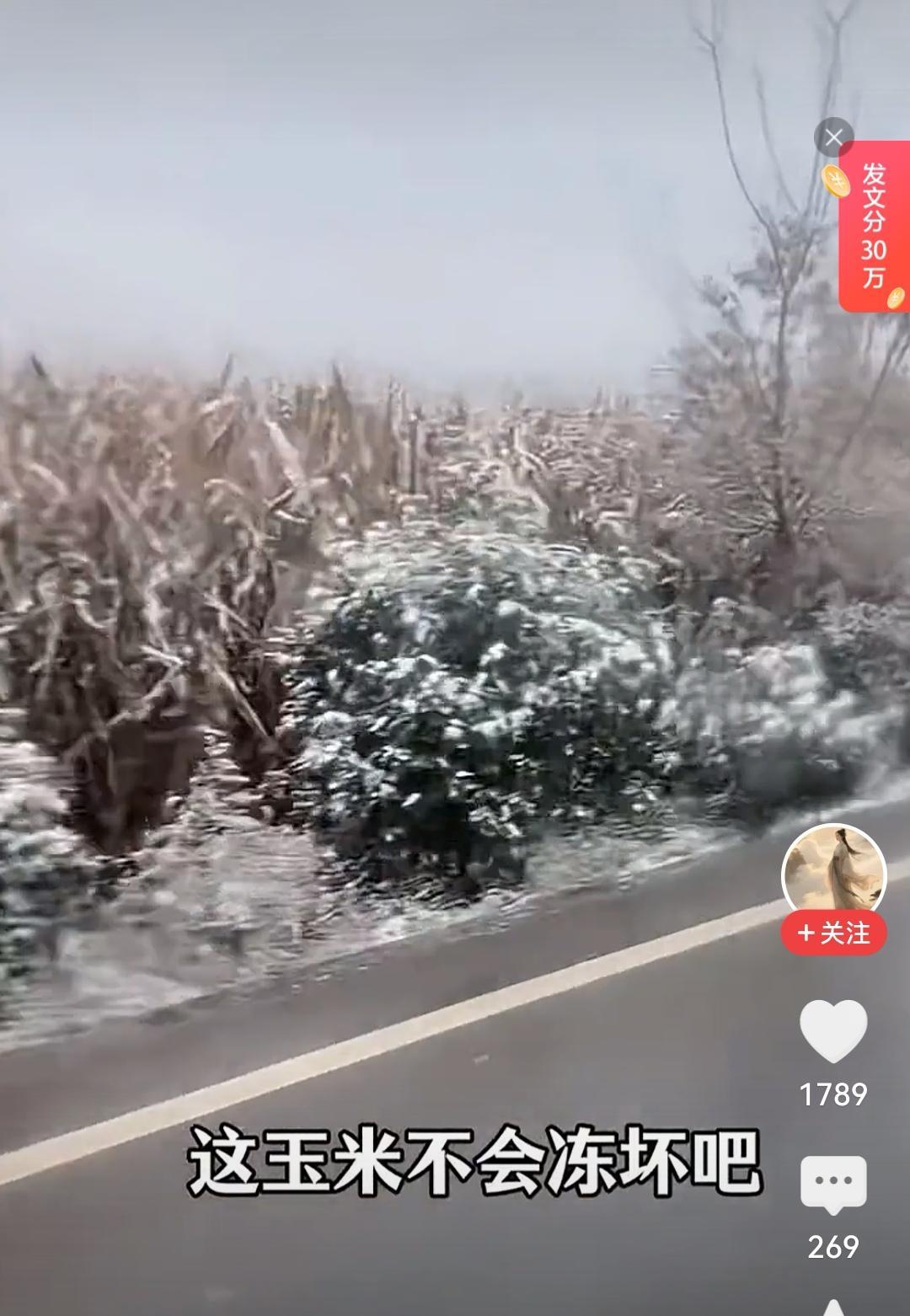 河北保定迎鹅毛大雪树木披银装全面防冻保暖指南请收好