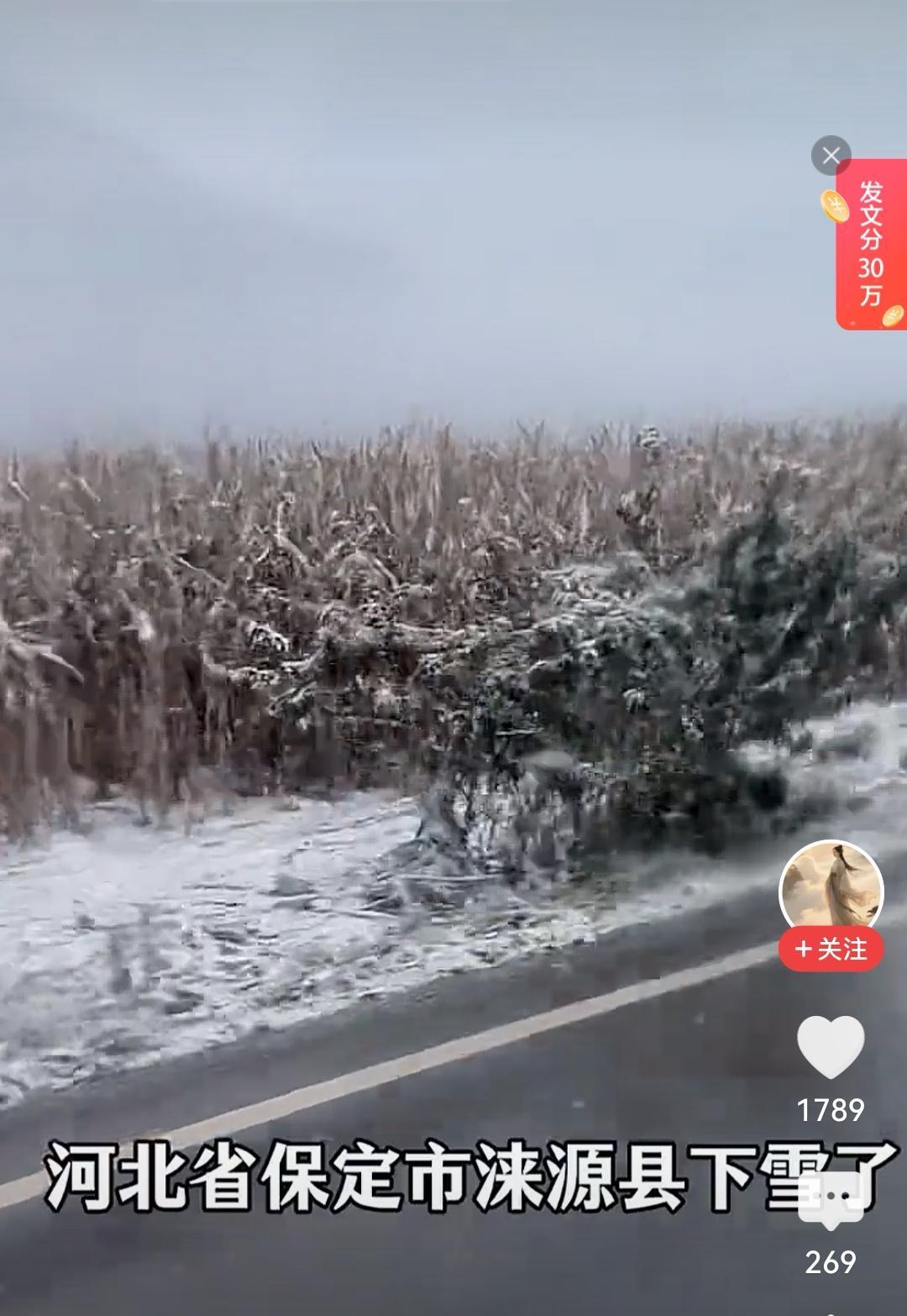 河北保定迎鹅毛大雪树木披银装全面防冻保暖指南请收好