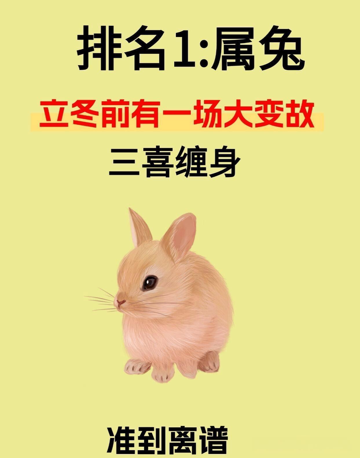 生肖为兔2025年运势(属兔人2025年运势及财运)