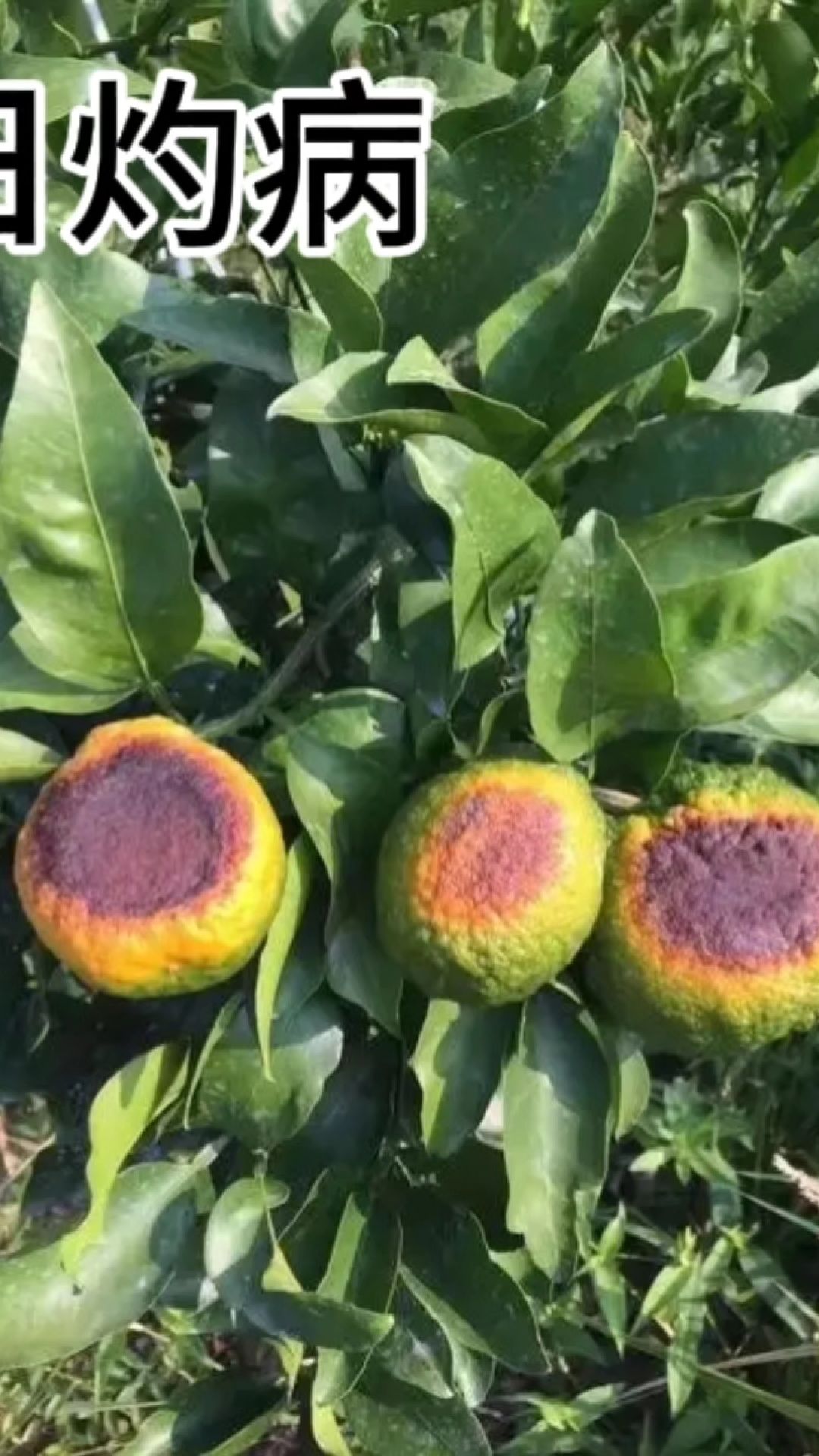 日灼果治疗柑橘类日灼病果树