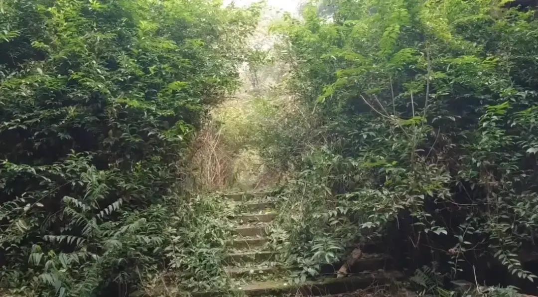 重庆北碚深山里的孔雀谷,咋就从火爆山庄变成危险废墟了