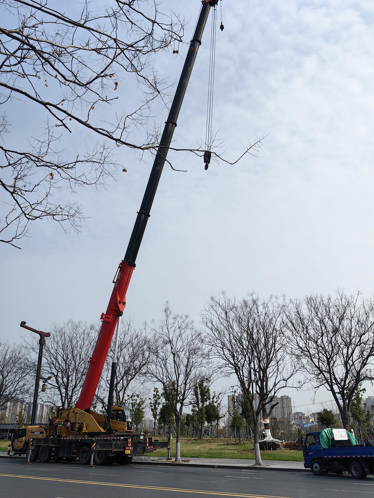 在3月22号的下午我走在楚王城公园发现这里又在忙着栽树
