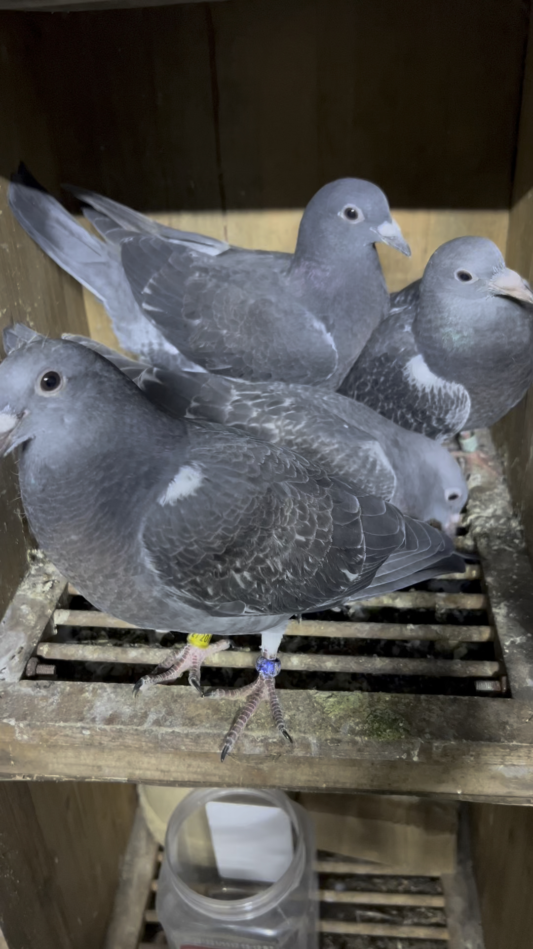 幼鸽如何开家最安全