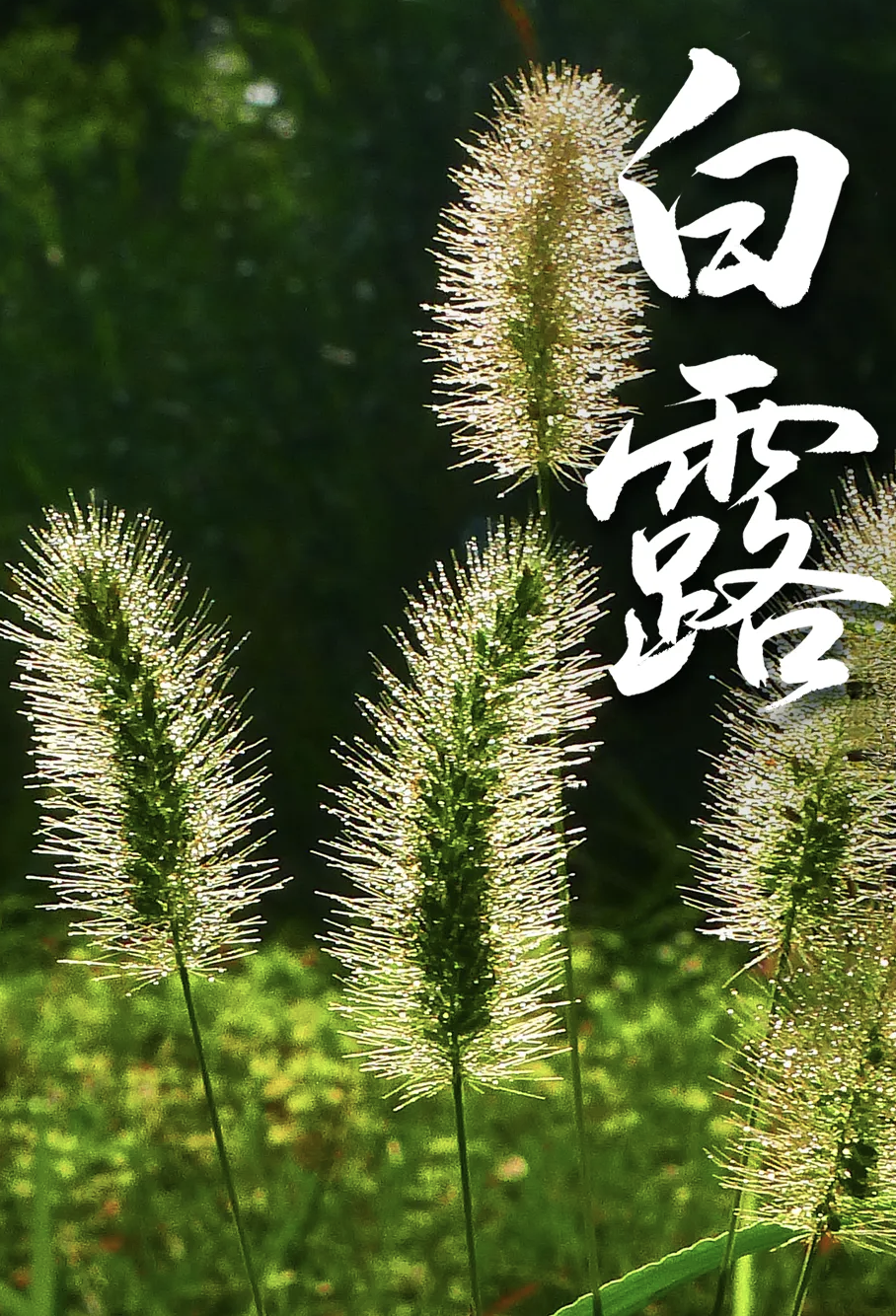 露从今夜白,月是故乡明. 今日白露!