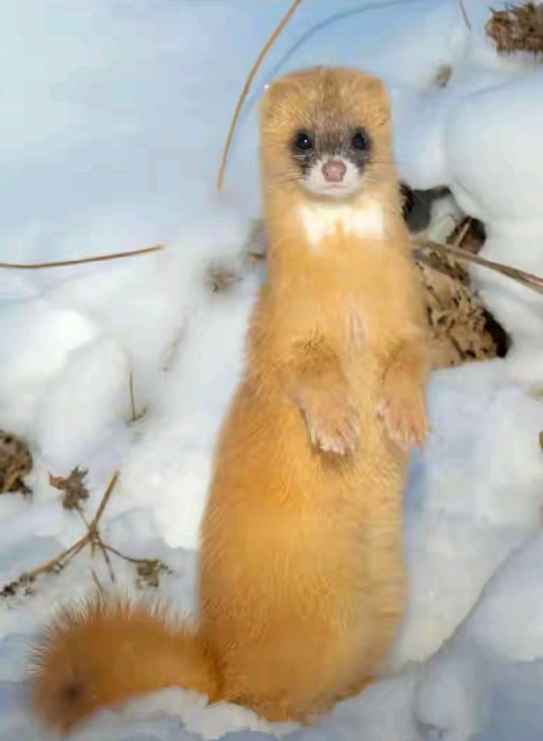 小时候邻居家仓房里有两只黄鼠狼,毛色金黄,特别漂亮,还聪明