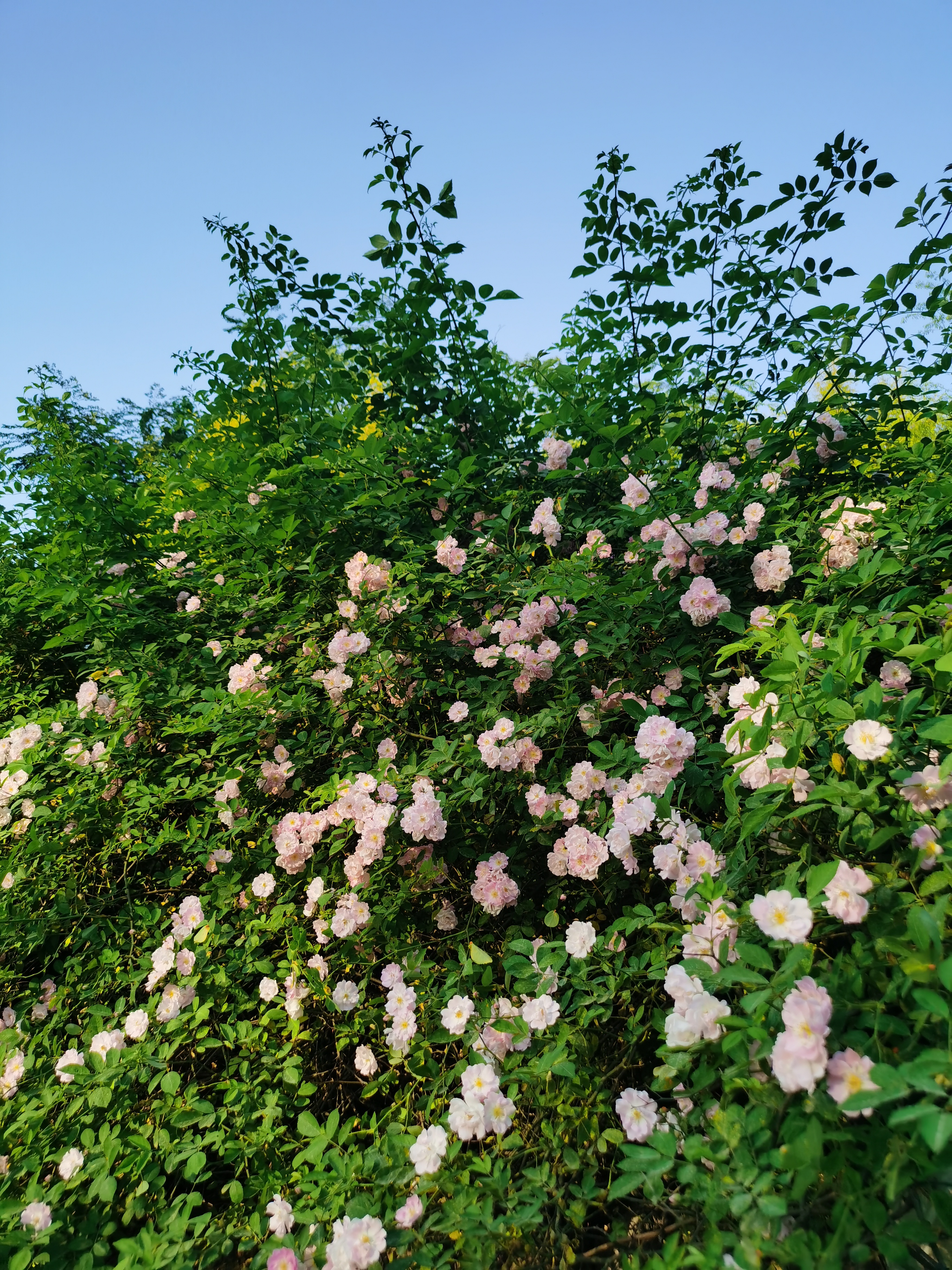 4月17日重庆最美的停车场已经开满了蔷薇花