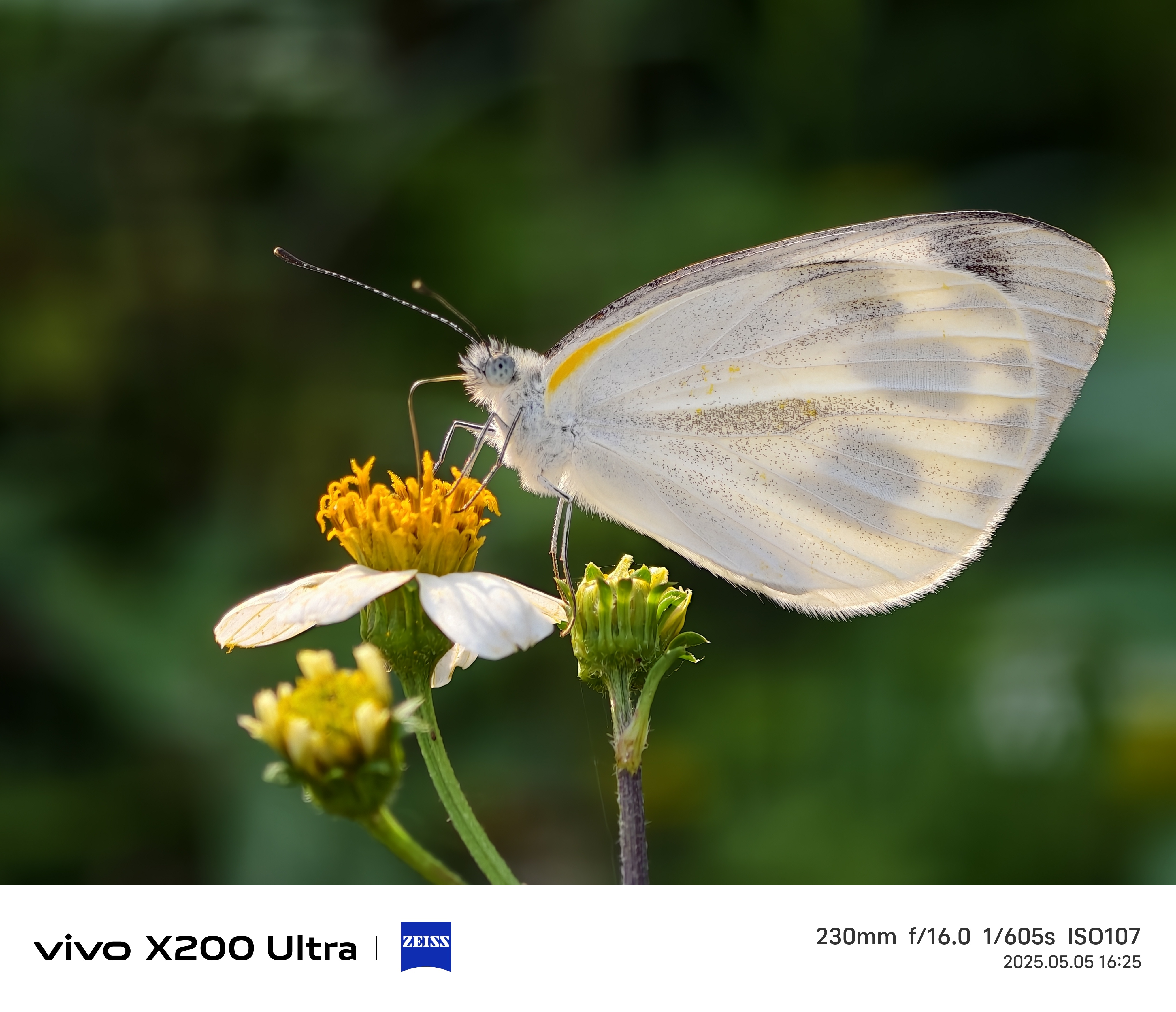 我在重庆九滨路赏花,顺便用vivo x200ultra的长焦微距功能,拍摄了蝴蝶