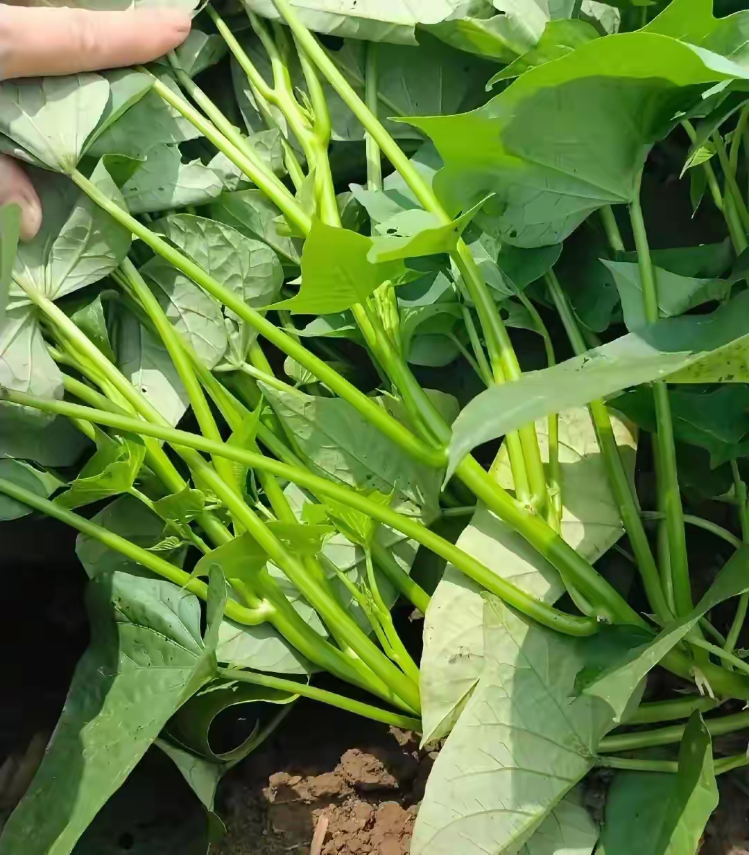 广西青菜全国第一,这20种青菜你未必都见过,看看你都吃过有哪些