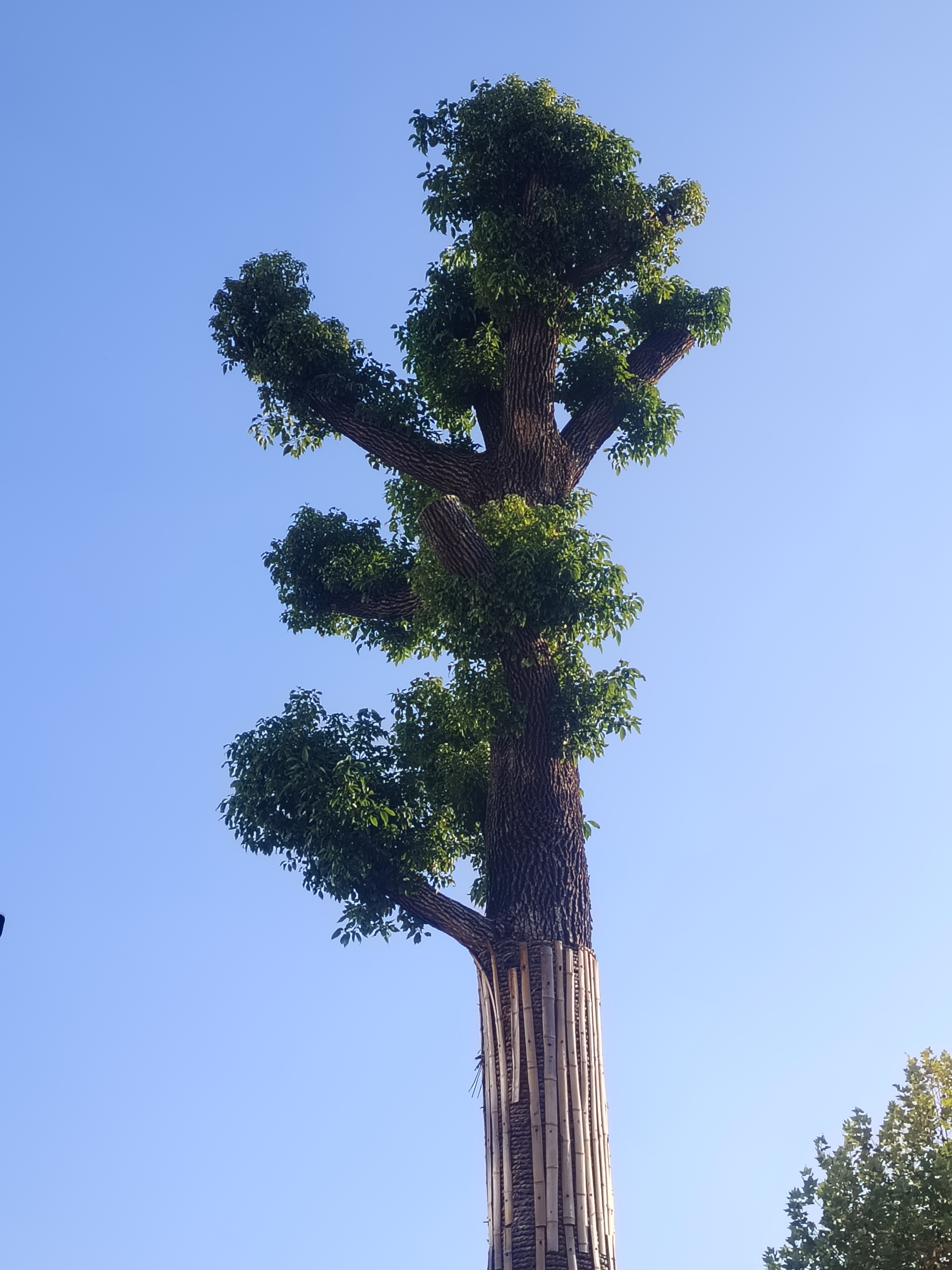 47岁阿姨挑战50天考中级会计师