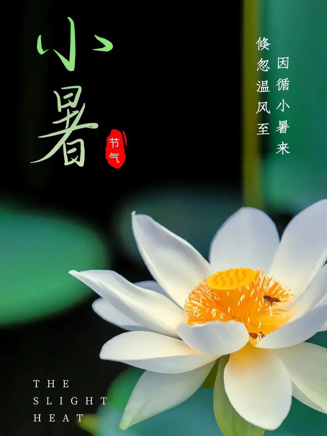 时光悄然过半,那些春日的期许,正慢慢酝酿生长