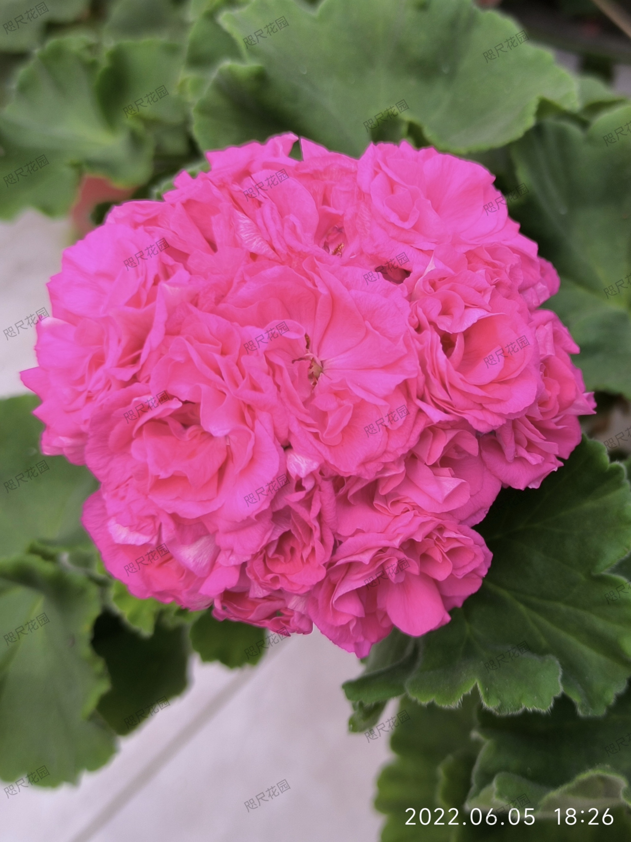 天竺葵,和谐劳拉(直立)