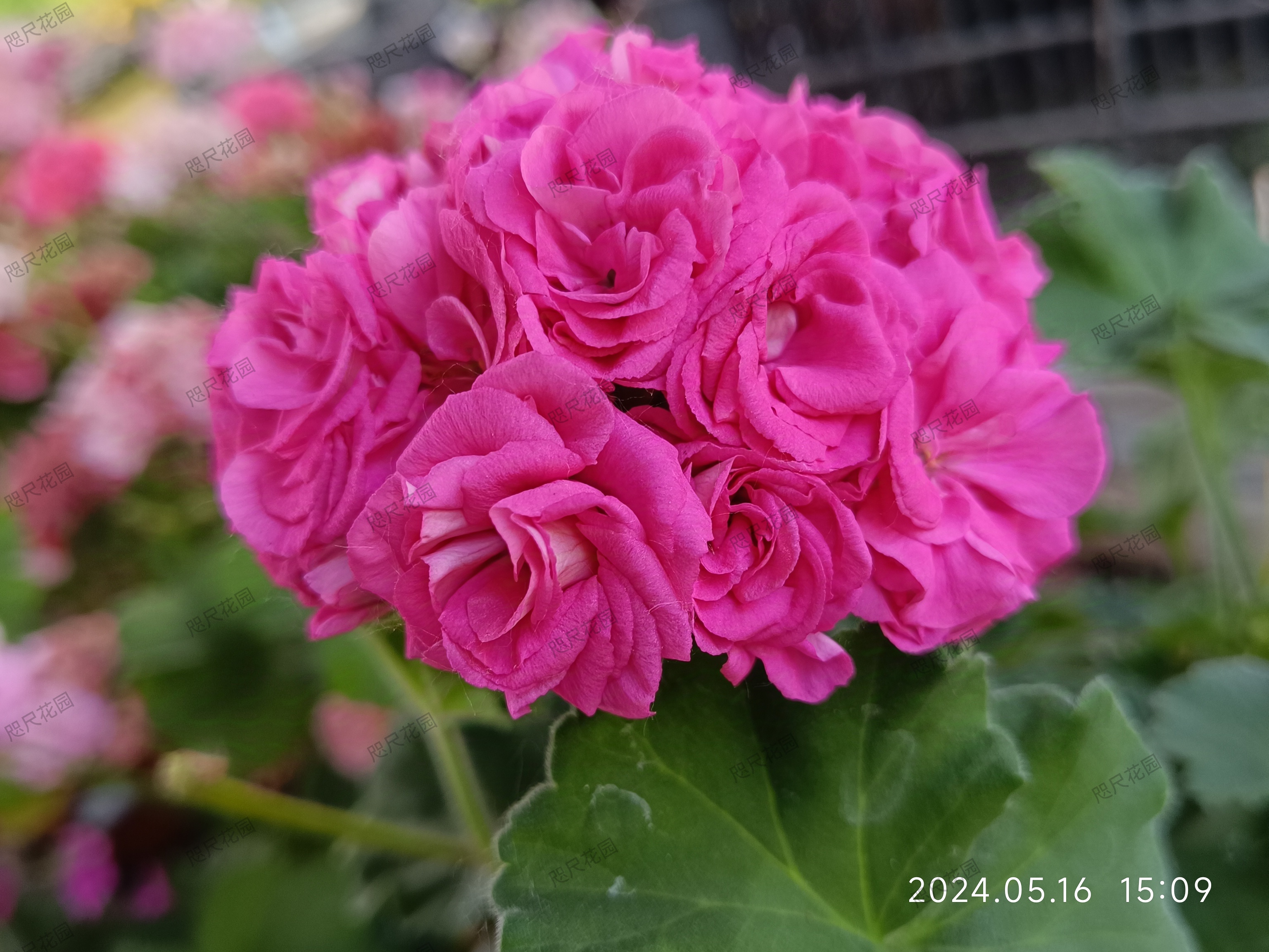 天竺葵,和谐劳拉(直立)