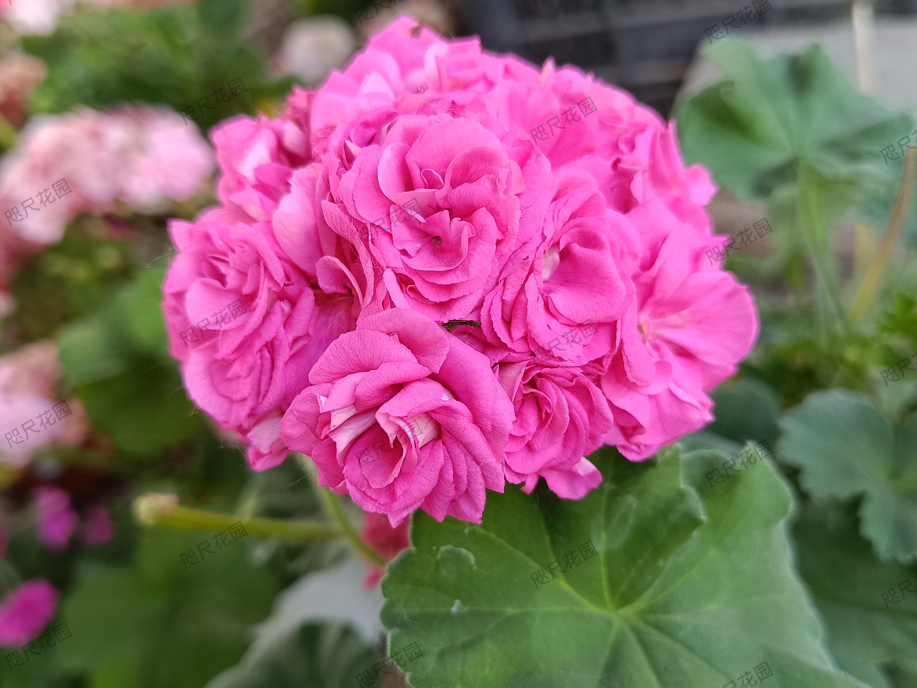 天竺葵,和谐劳拉(直立)