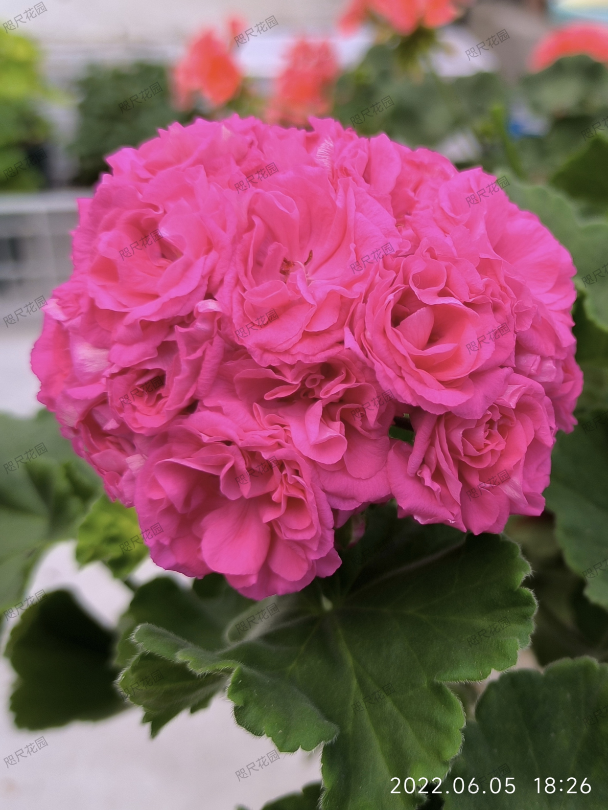 天竺葵,和谐劳拉(直立)