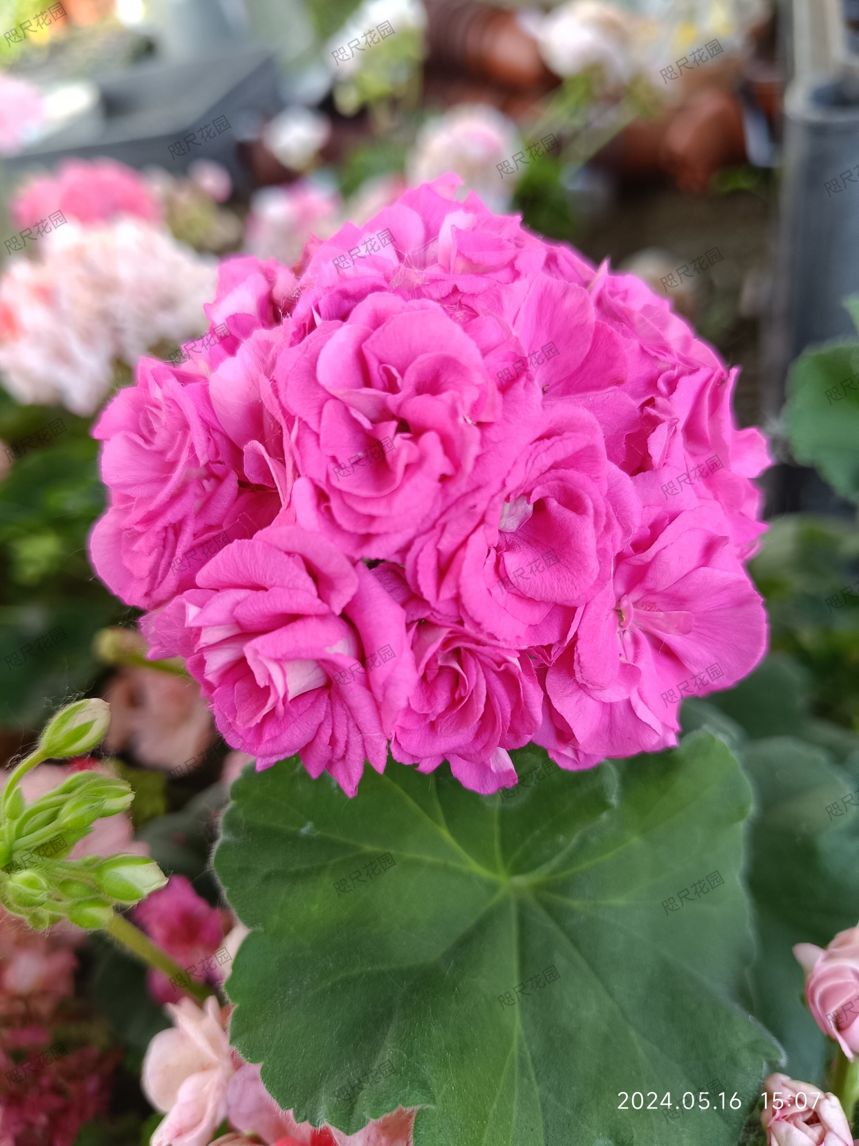 天竺葵,和谐劳拉(直立)