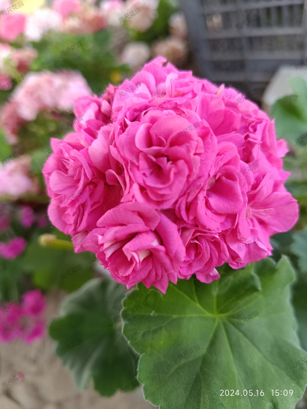 天竺葵,和谐劳拉(直立)