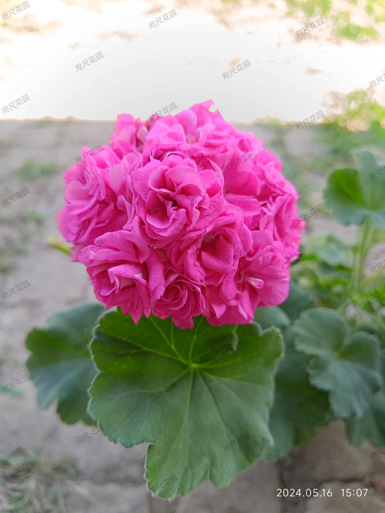 天竺葵,和谐劳拉(直立)