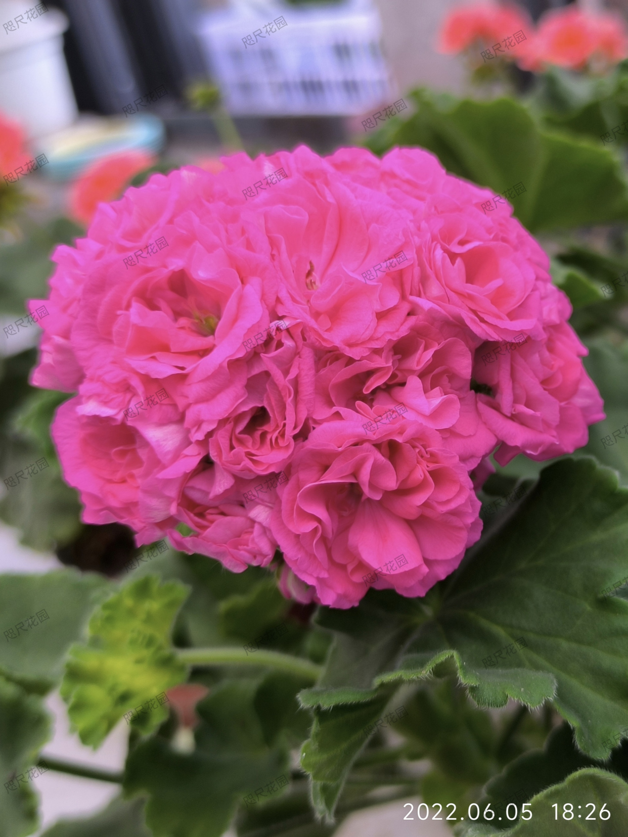 天竺葵,和谐劳拉(直立)