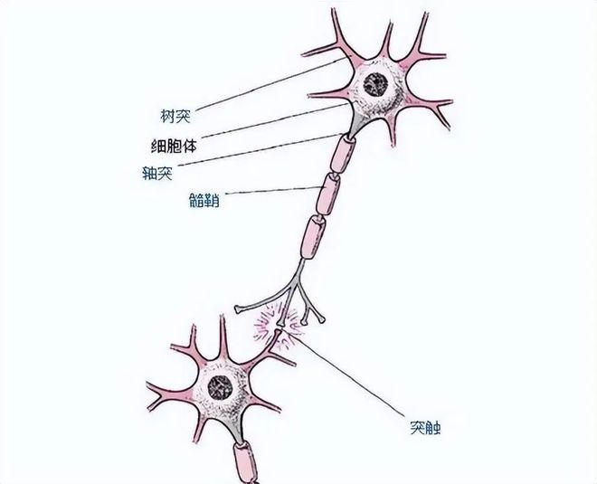 神经元的结构神经元细胞大脑神经元神经元的结构示意图神经元模式图