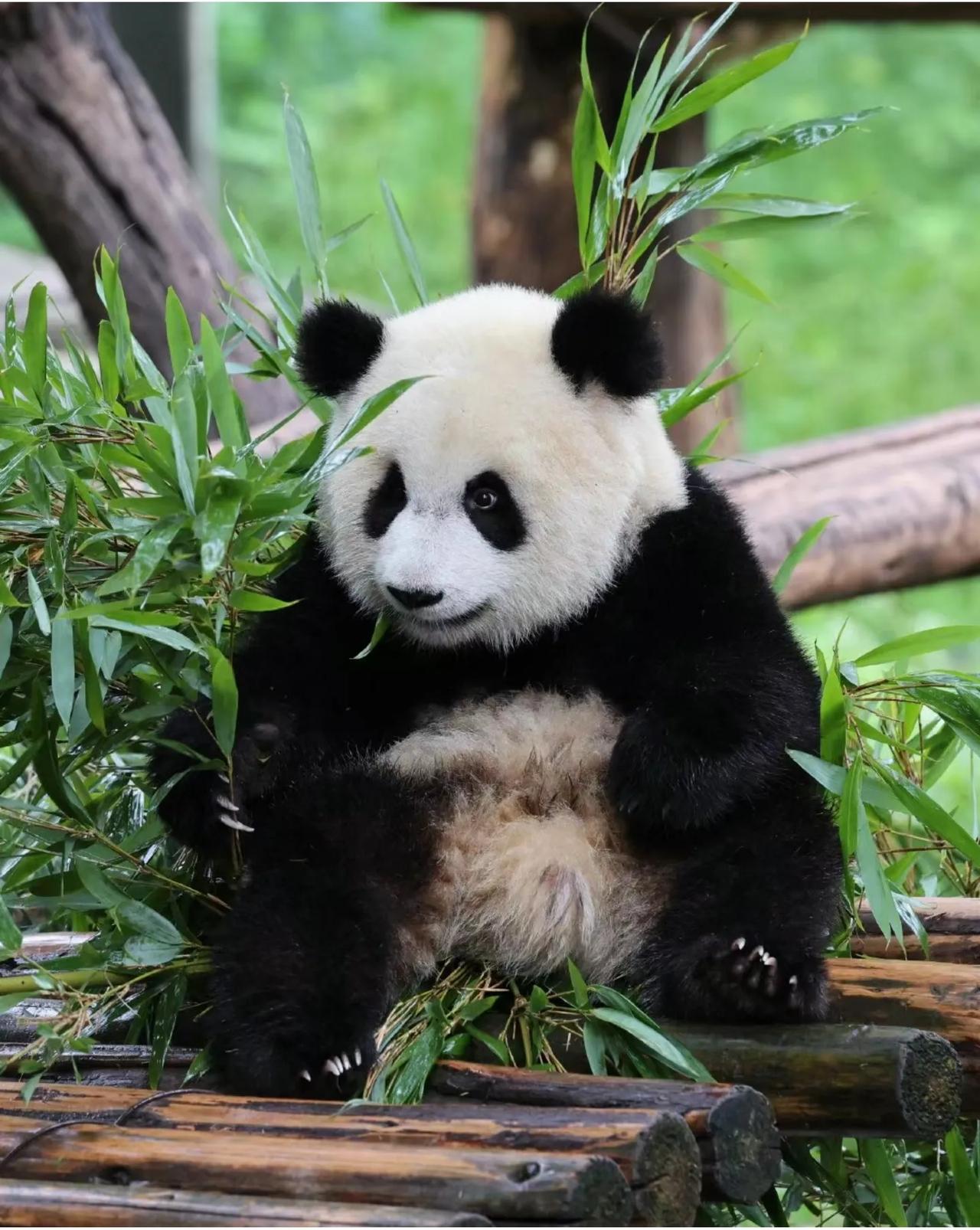 别看熊猫平时憨憨的但人家是正儿八经的熊科动物成年熊猫体重能到