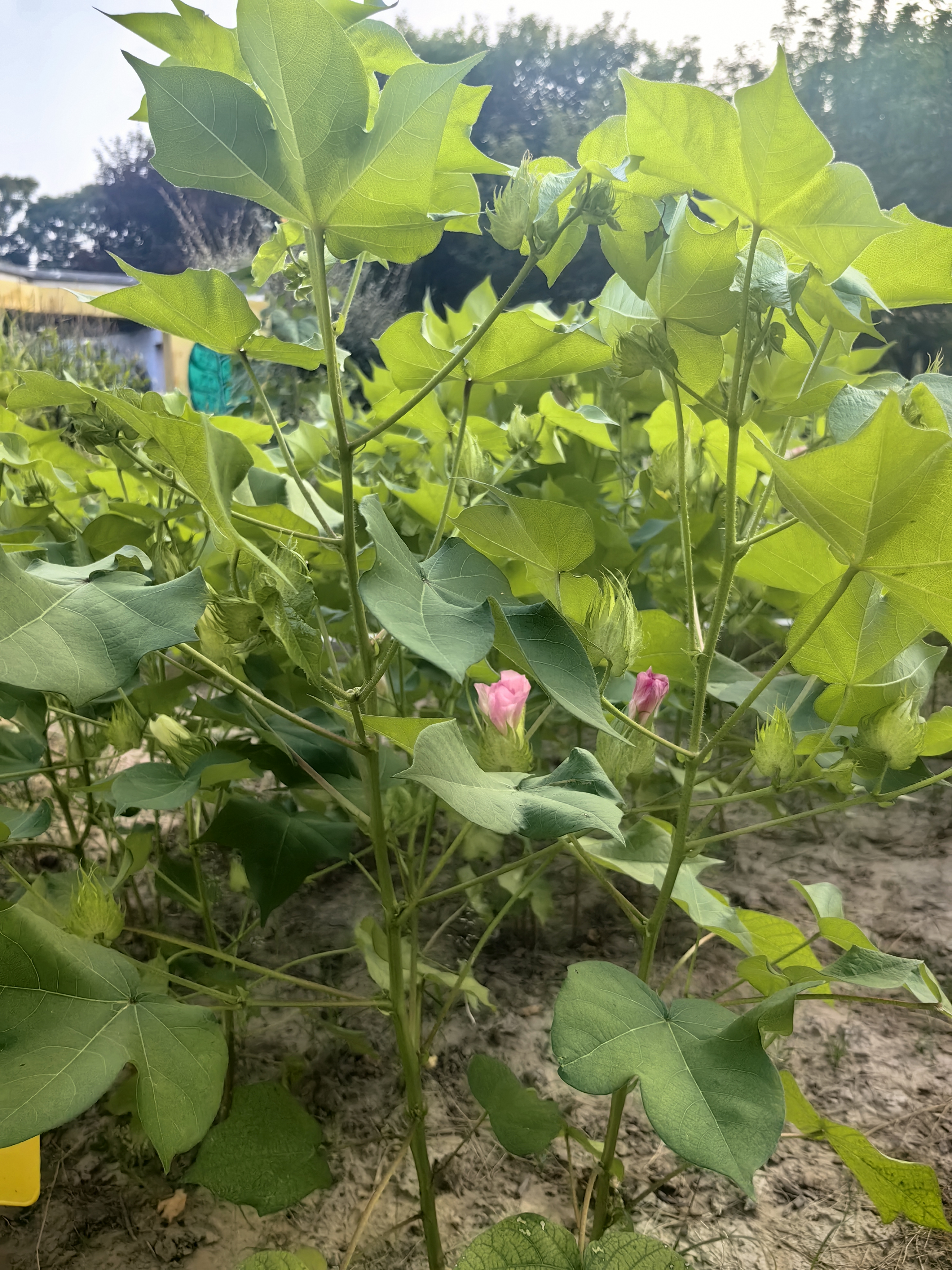 每天认识一种植物# 棉花被子植物,木兰纲