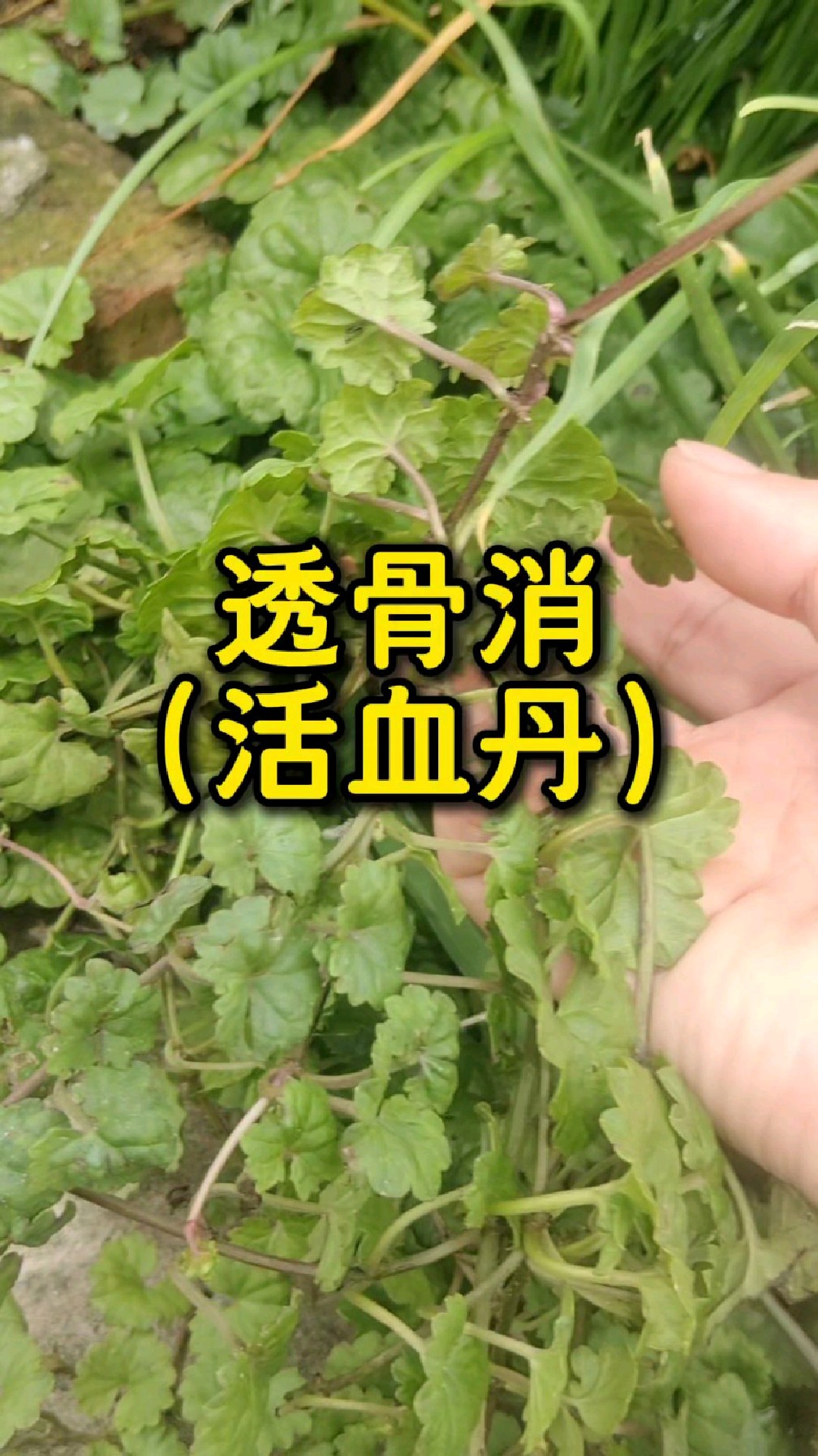 透骨消别名很多,又叫接骨消,又叫活血丹,见肿消,夏秋季可采收