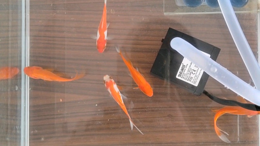 养草金鱼的第二天