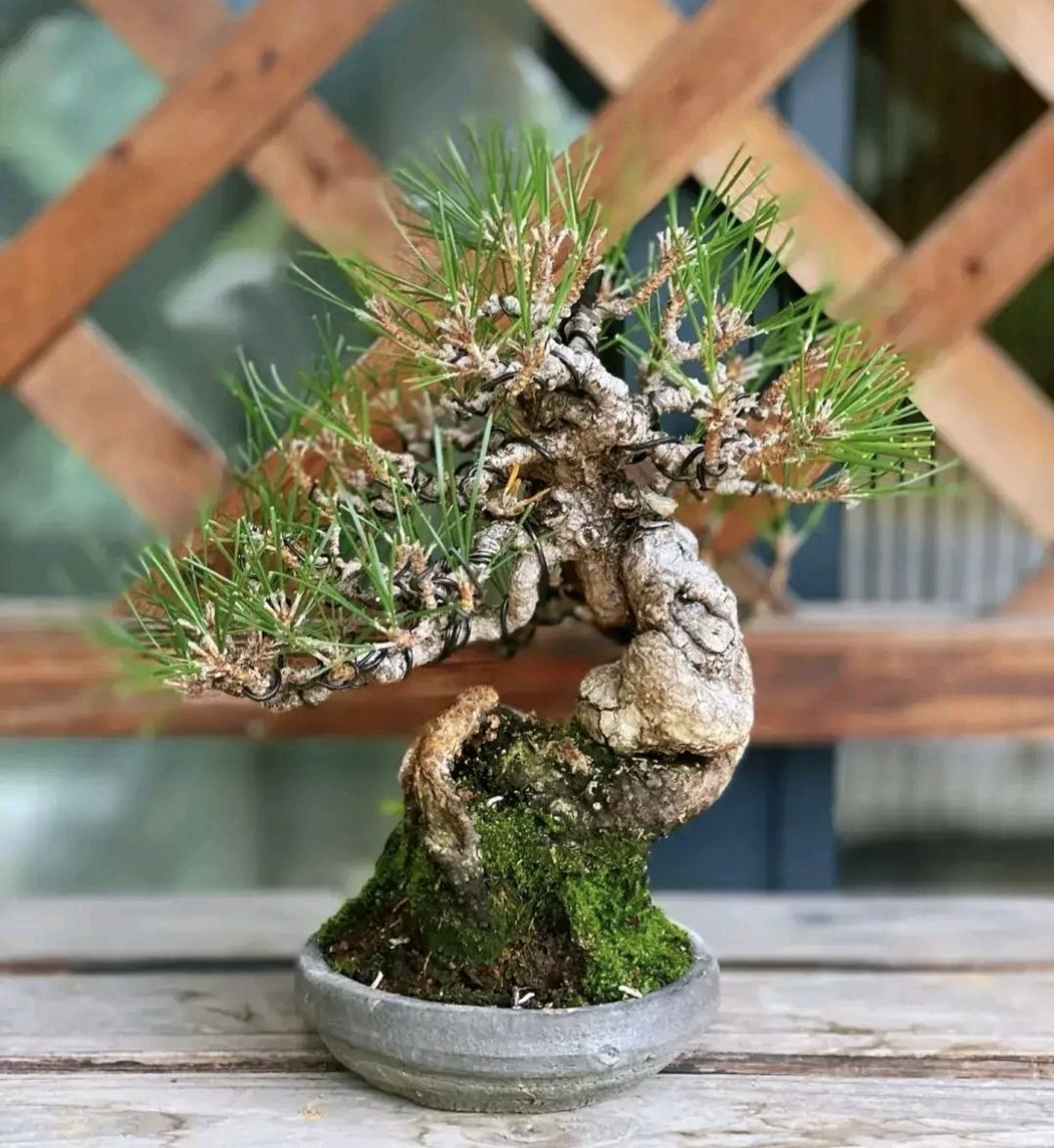 盆景修剪的6大方法,学会轻松剪出"造型美"!