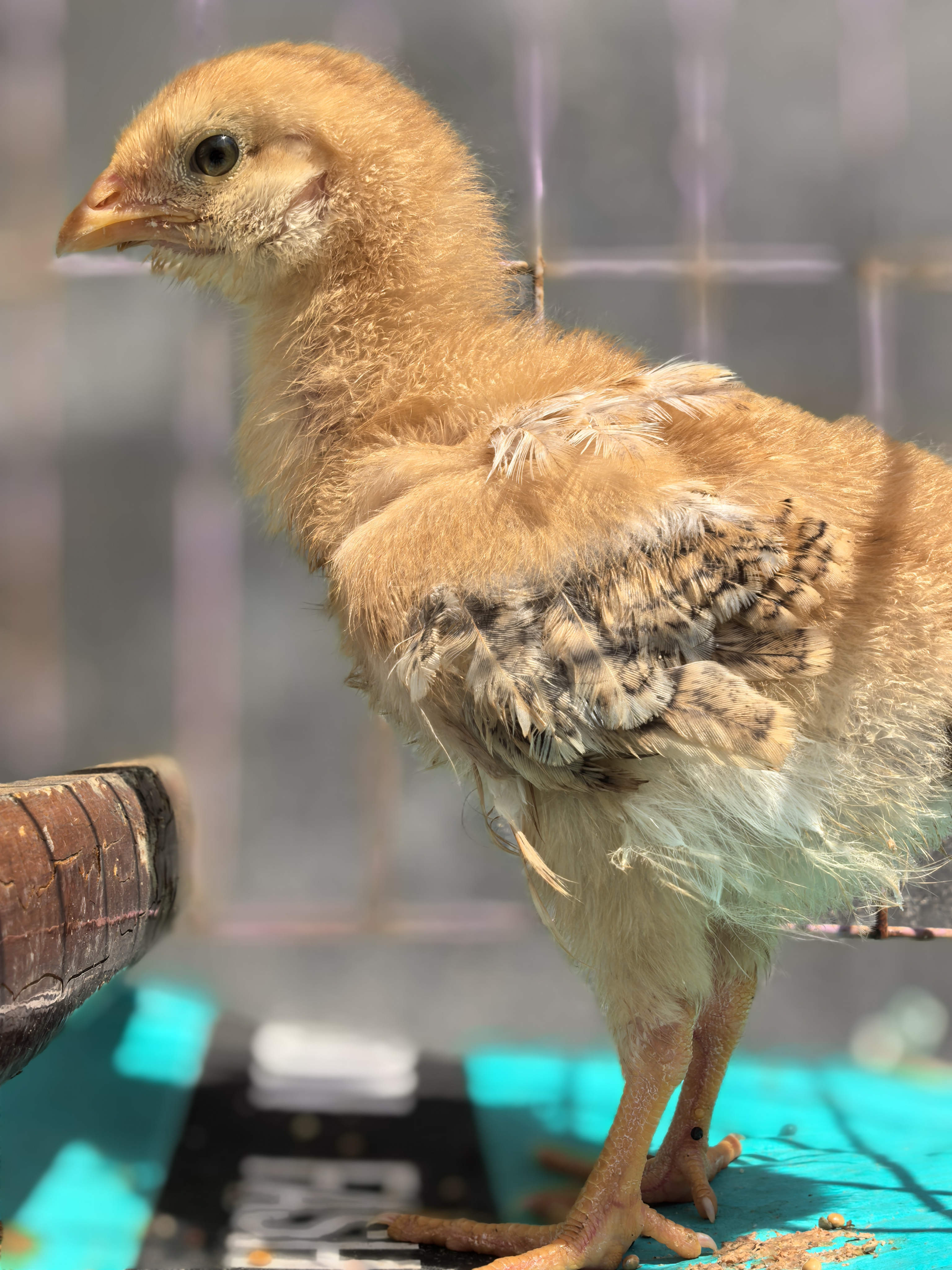 在超市购买酸奶赠送的两只小鸡,剩下一只平安长大了