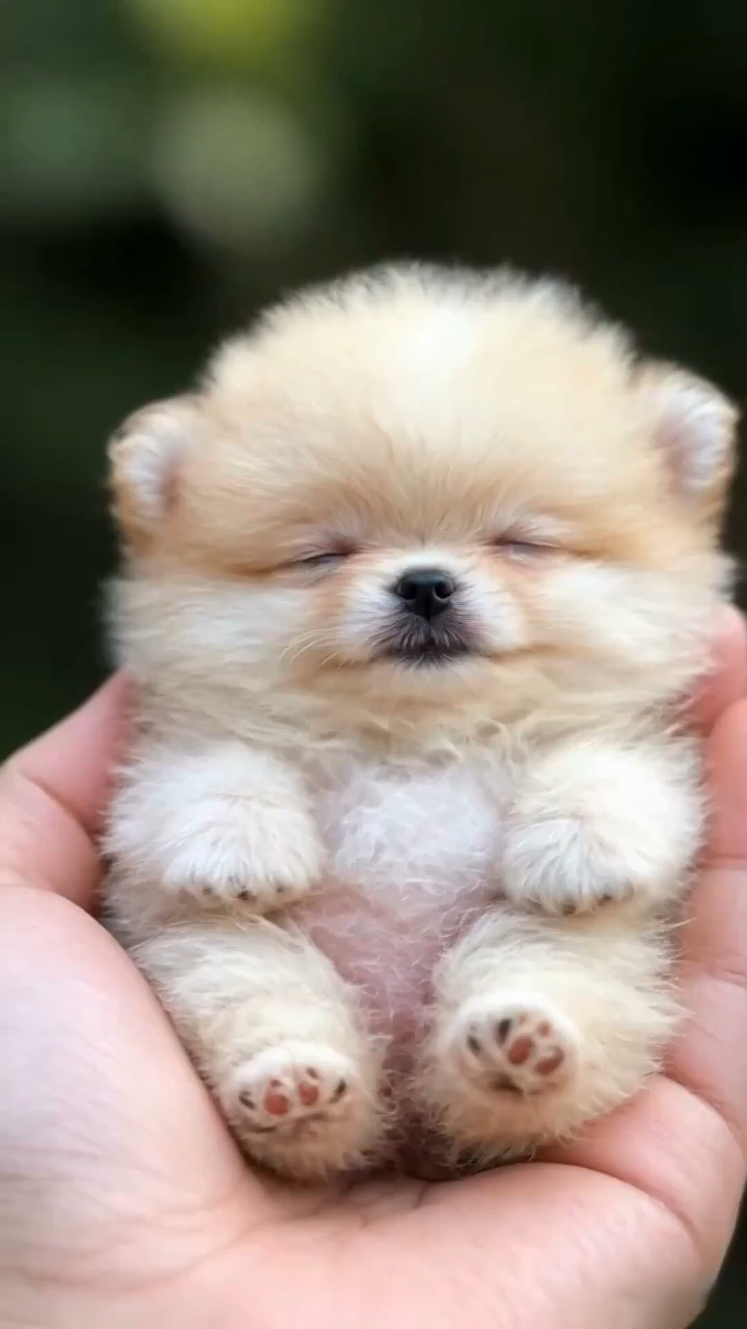 熟睡中的小博美犬