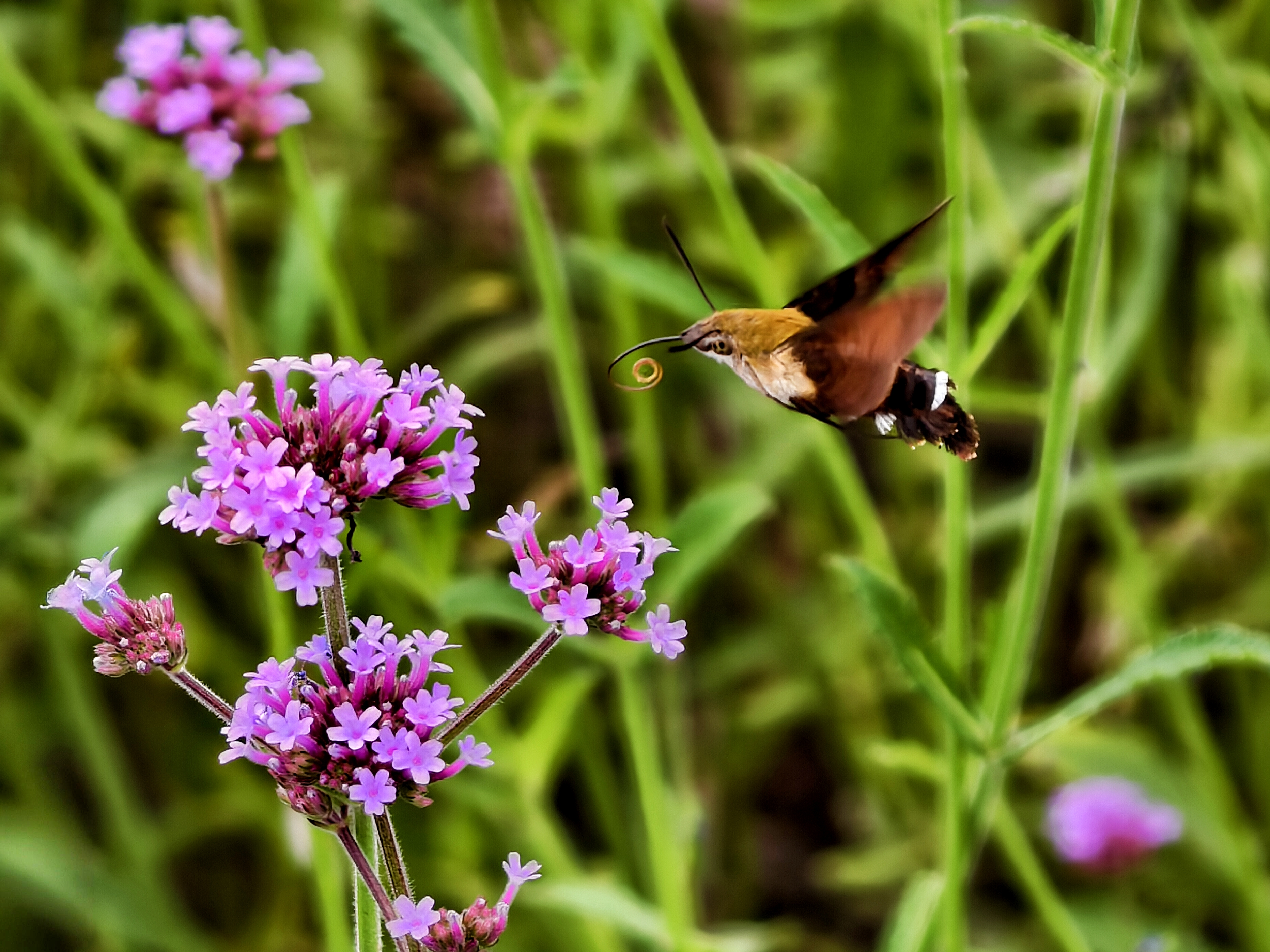蝴蝶和蜂蜜在花丛中飞来飞去续写(蝴蝶和蜜蜂在花丛中飞舞是拟人句吗)