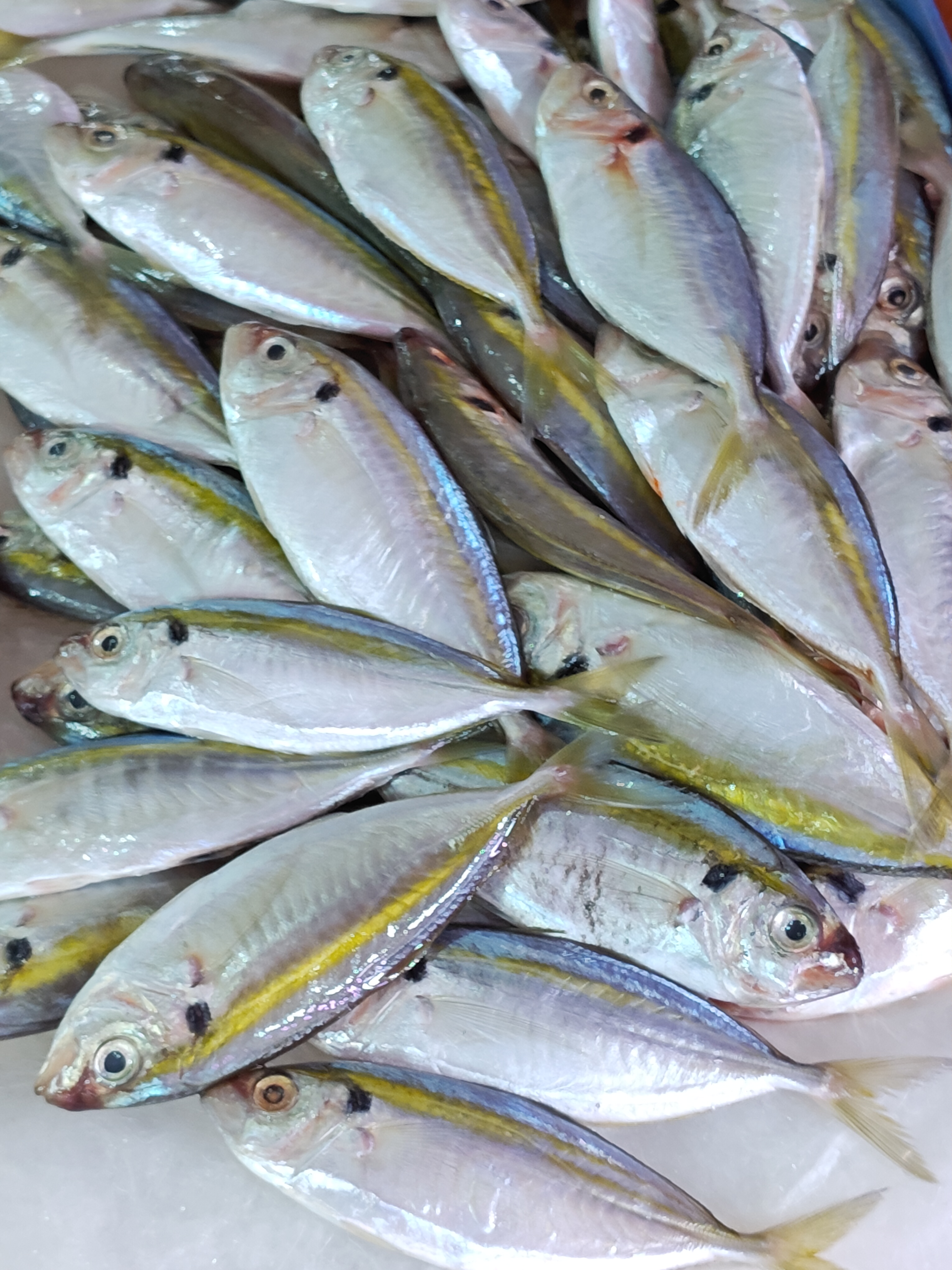 金带细鲹/金边池鱼,不错的小鱼,小网的,但买的时候要注意新鲜度. 2