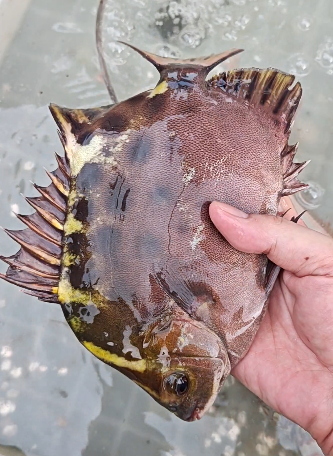 金鼓鱼小的时候,身上的圆点分布得很均匀和美观,所以有做观赏鱼