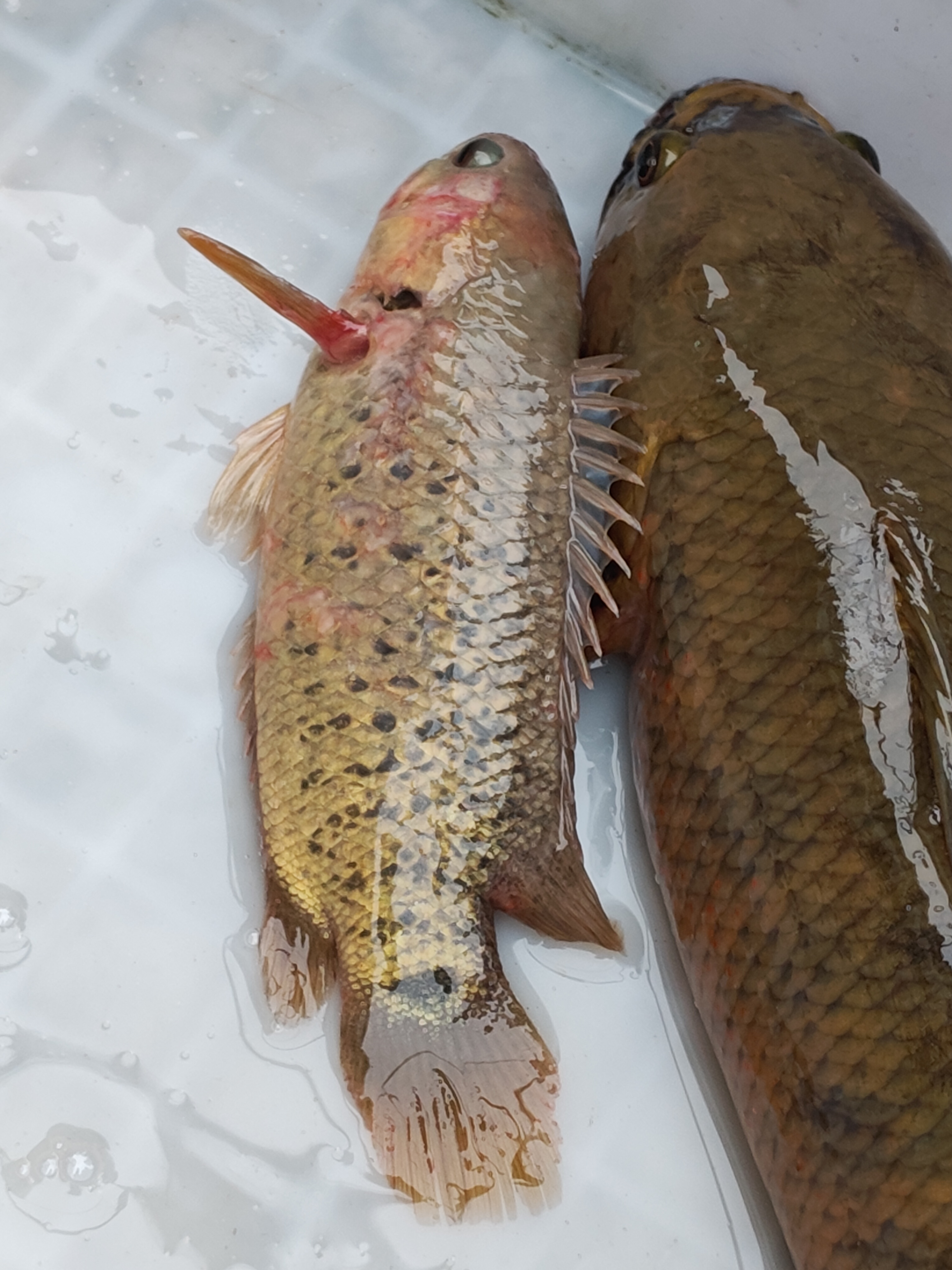 早晨台风尾声了早市还是没有海鱼拍到了攀鲈线鳢罗非鱼
