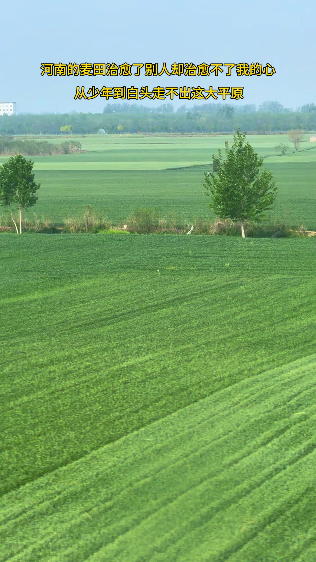 河南麦田治愈了别人却无法治愈我,从少年到白头走不出这大平原