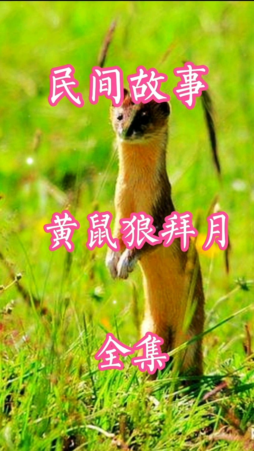 老宅总丢鸡主人藏暗处见黄鼠狼拜月