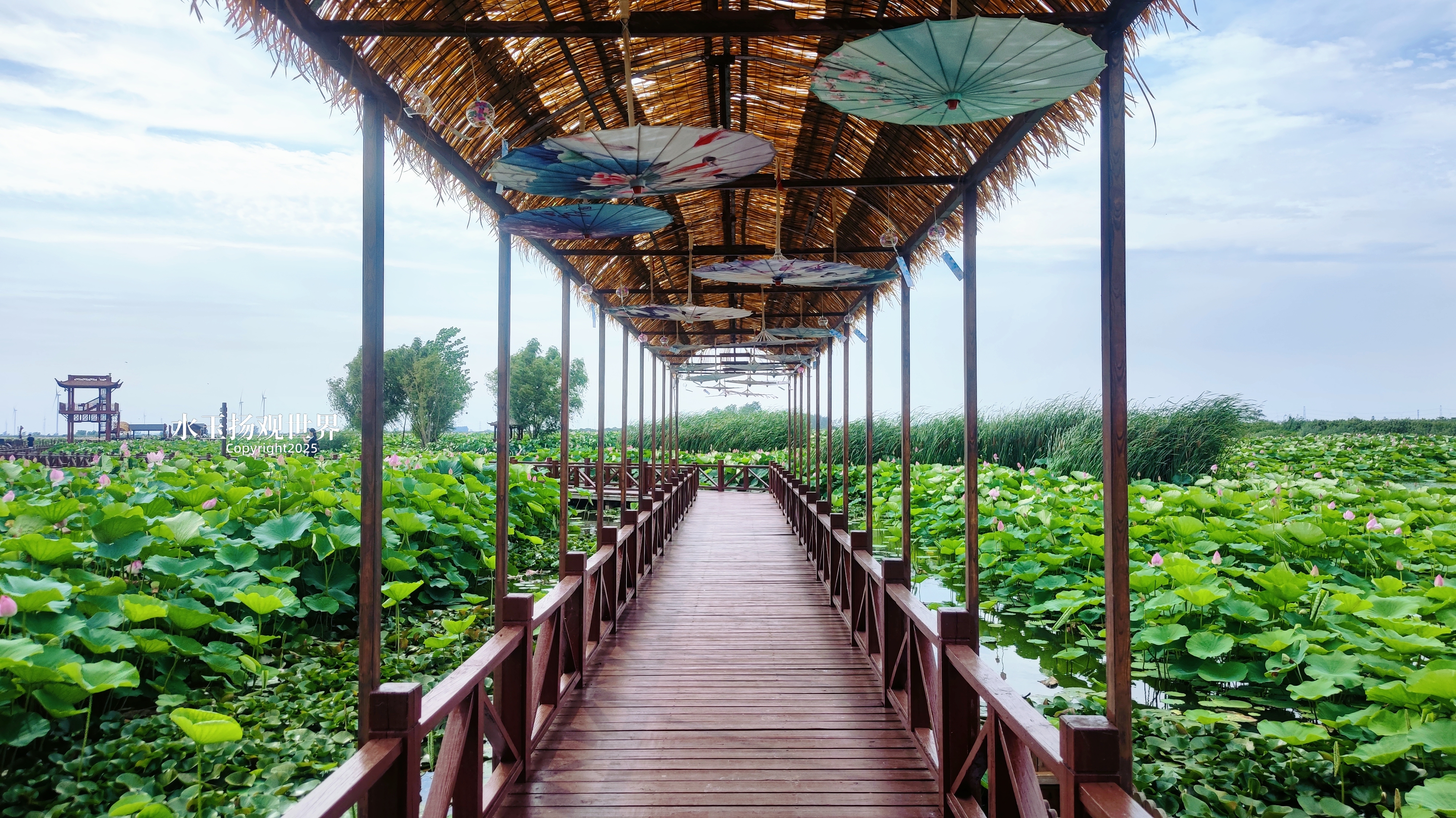 若说江南的夏是李清照酒醉时摔碎的翡翠杯,那兴化的万亩荷塘定是她