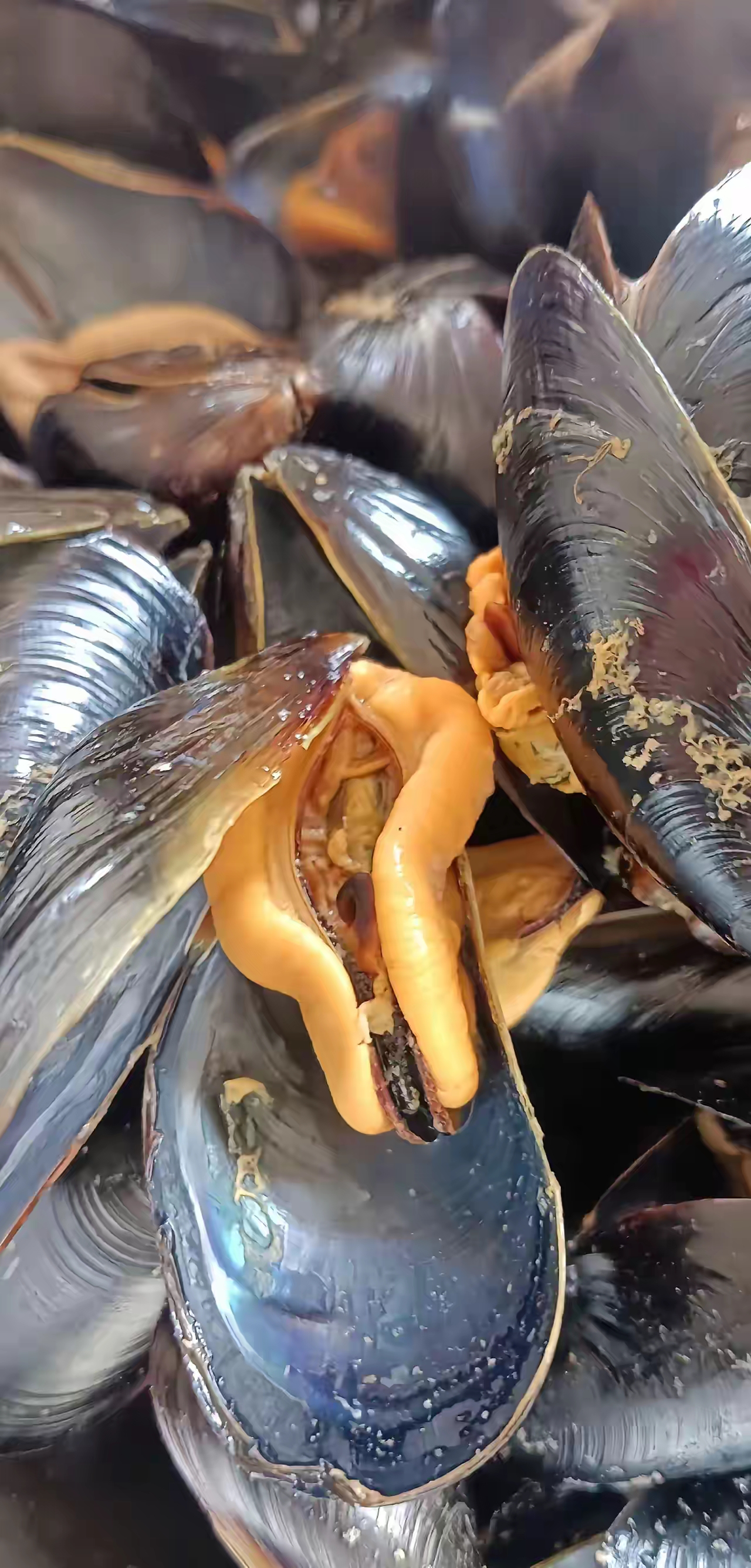 海虹最肥的季节