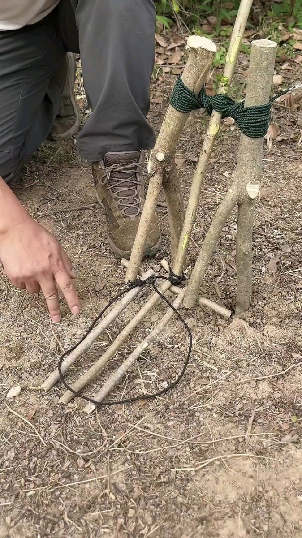 荒山野林没有食物怎么办?如何快速制作一个抓老鼠陷阱?